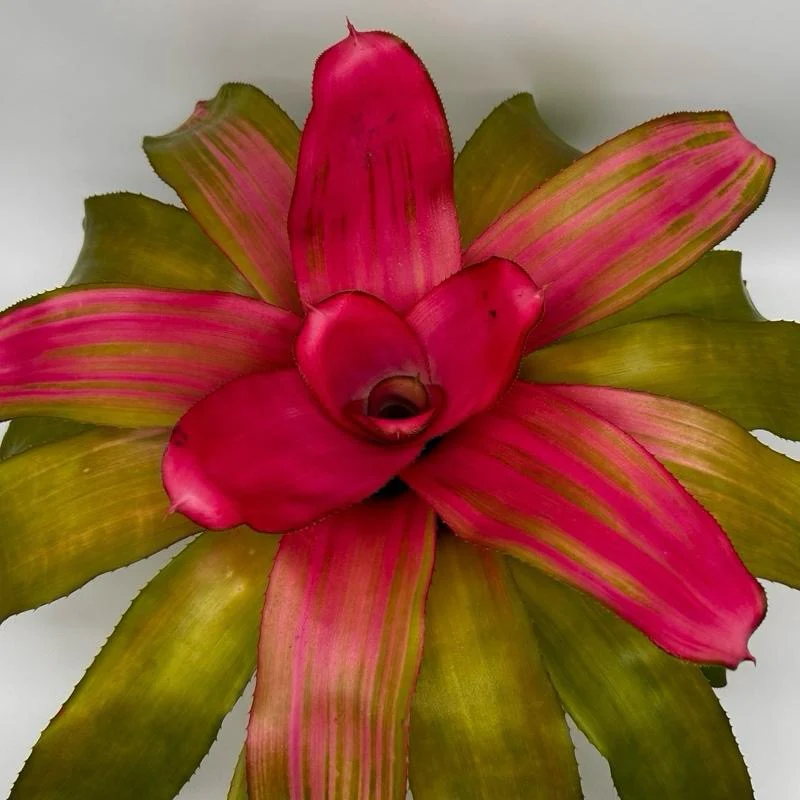 Neoregelia ‘Green apples’ - Image 2