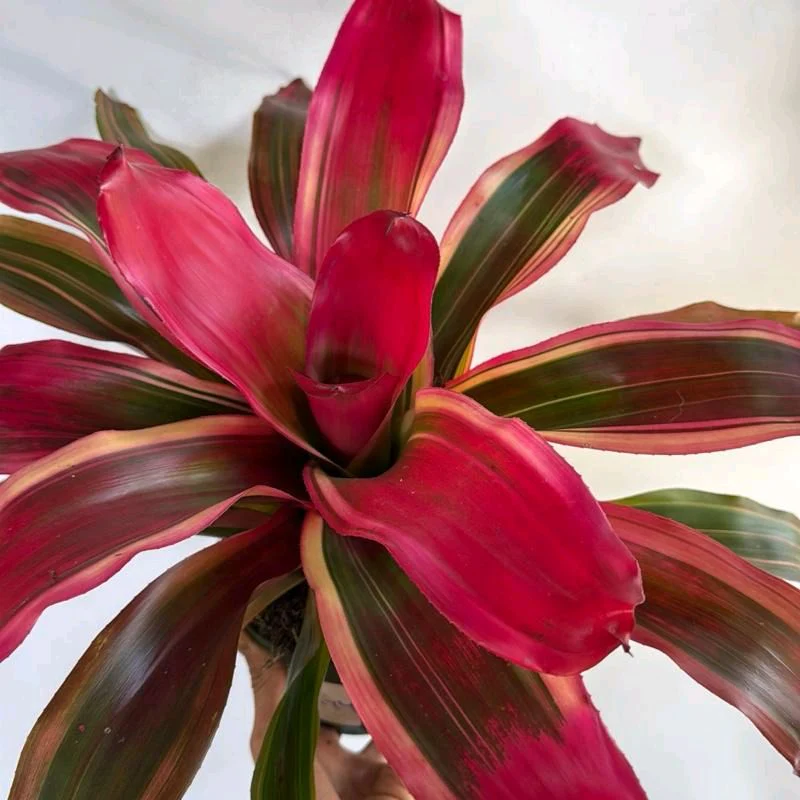 Neoregelia 'Serendipity' - Image 2