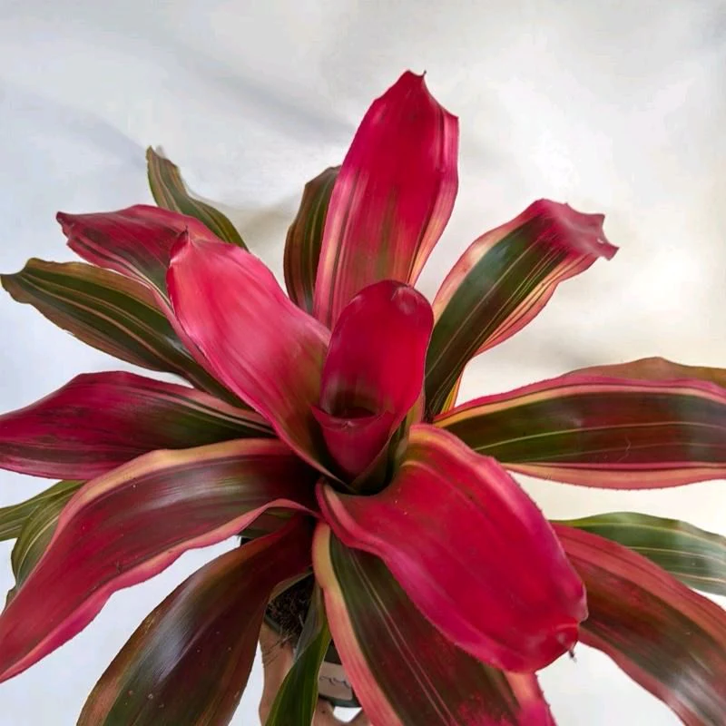 Neoregelia 'Serendipity' - Image 3