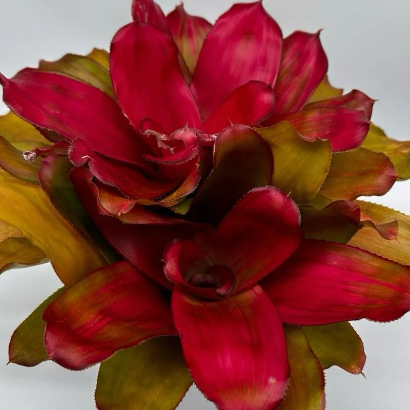 Neoregelia ‘Sexy Pink’ - Image 2