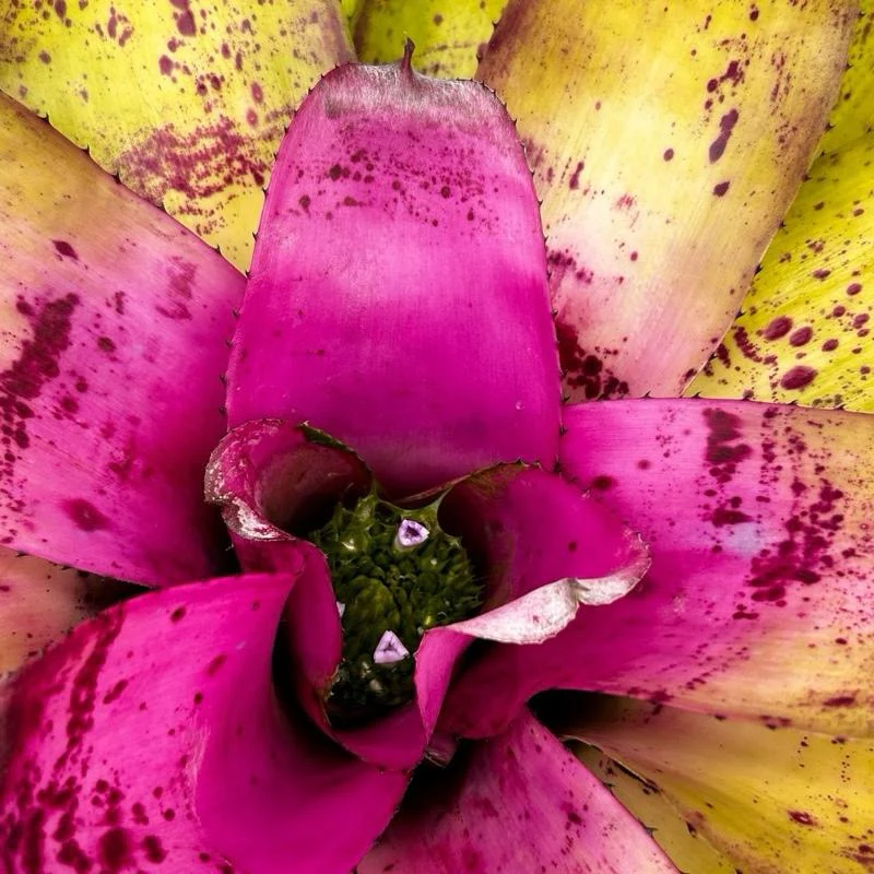 Neoregelia ‘Sibella’ - Image 2