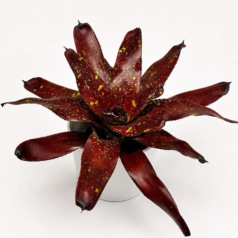 Neoregelia ‘Jenga’
