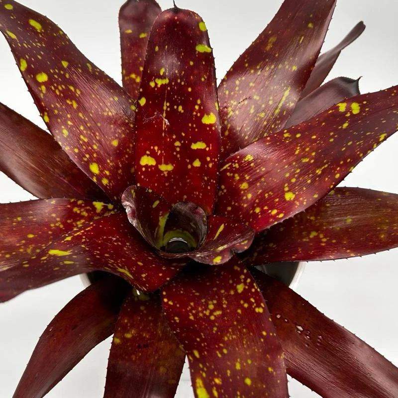 Neoregelia ‘Jenga’ - Image 2