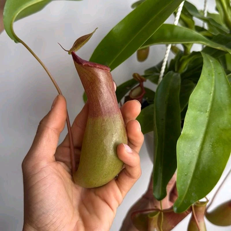 Nepenthes Alata - Image 2
