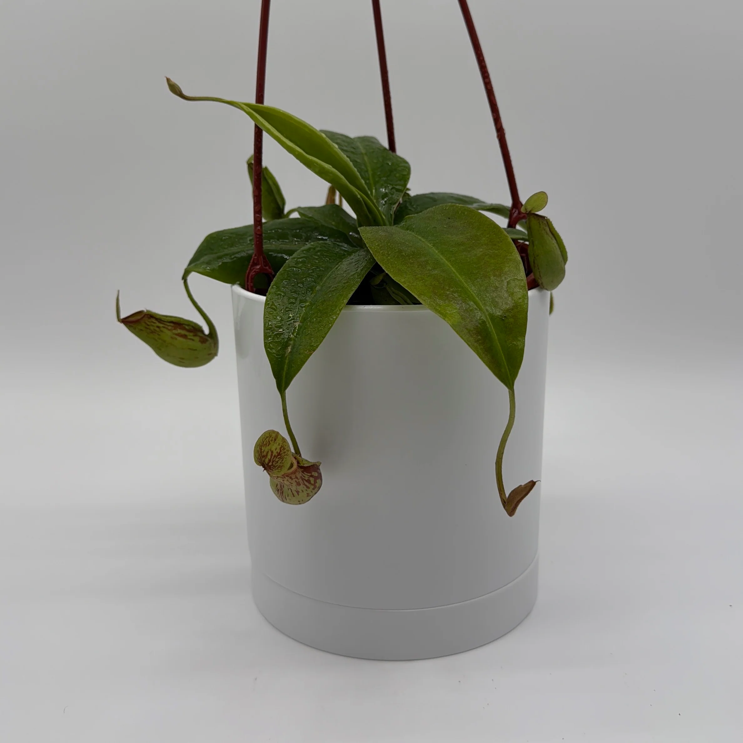 Nepenthes Gaya (Tropical Pitcher Plant) - Image 10