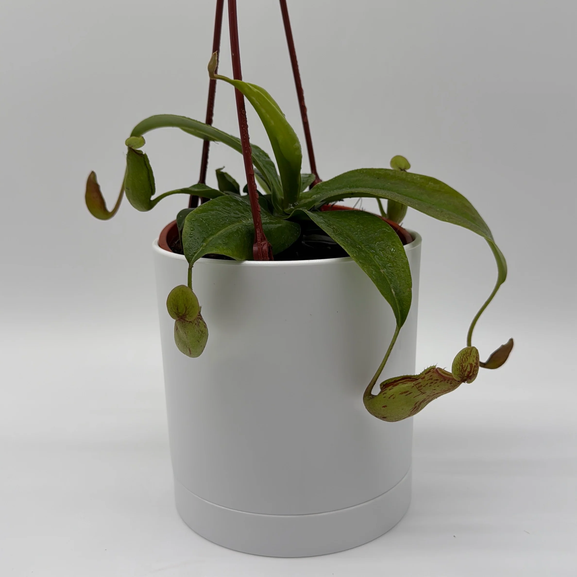 Nepenthes Gaya (Tropical Pitcher Plant) - Image 11