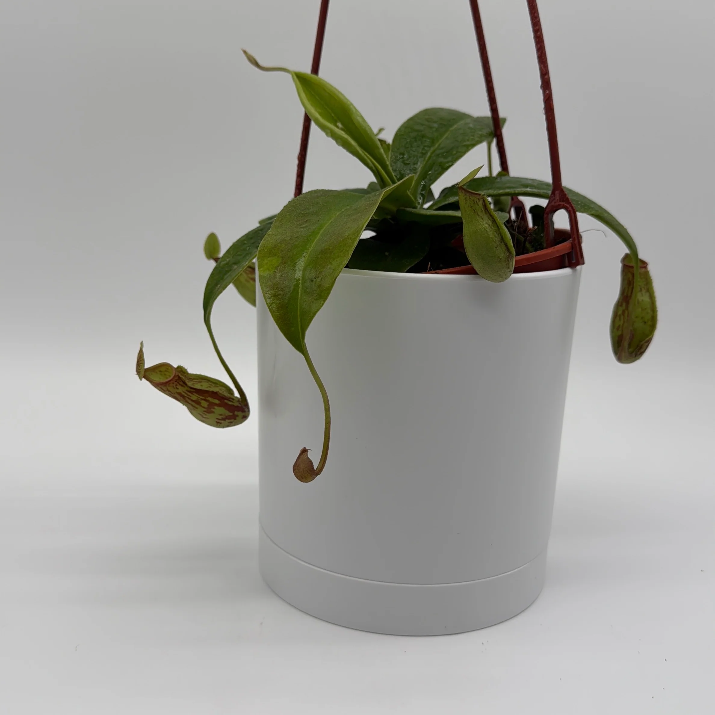 Nepenthes Gaya (Tropical Pitcher Plant) - Image 12