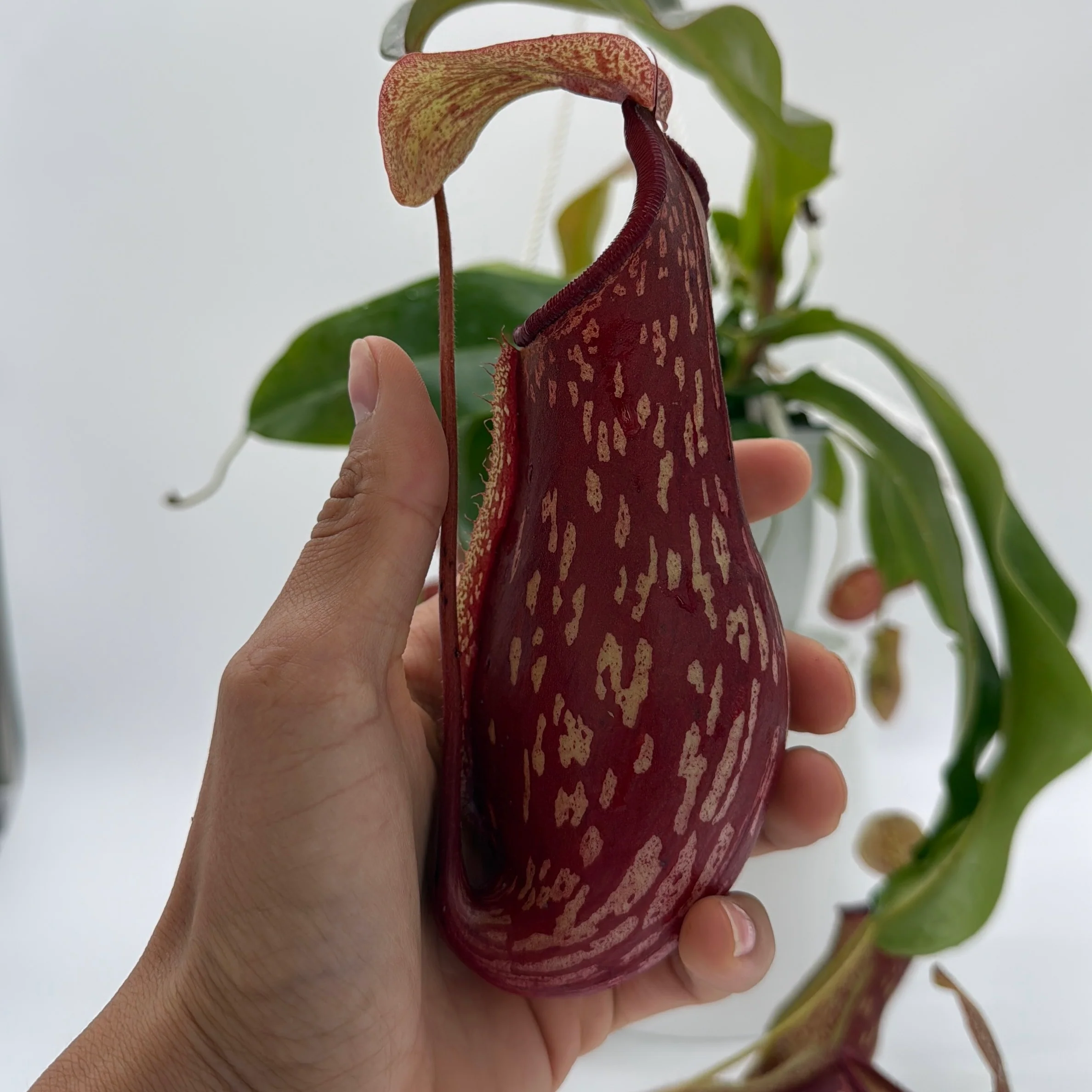 Nepenthes Gaya (Tropical Pitcher Plant) - Image 2