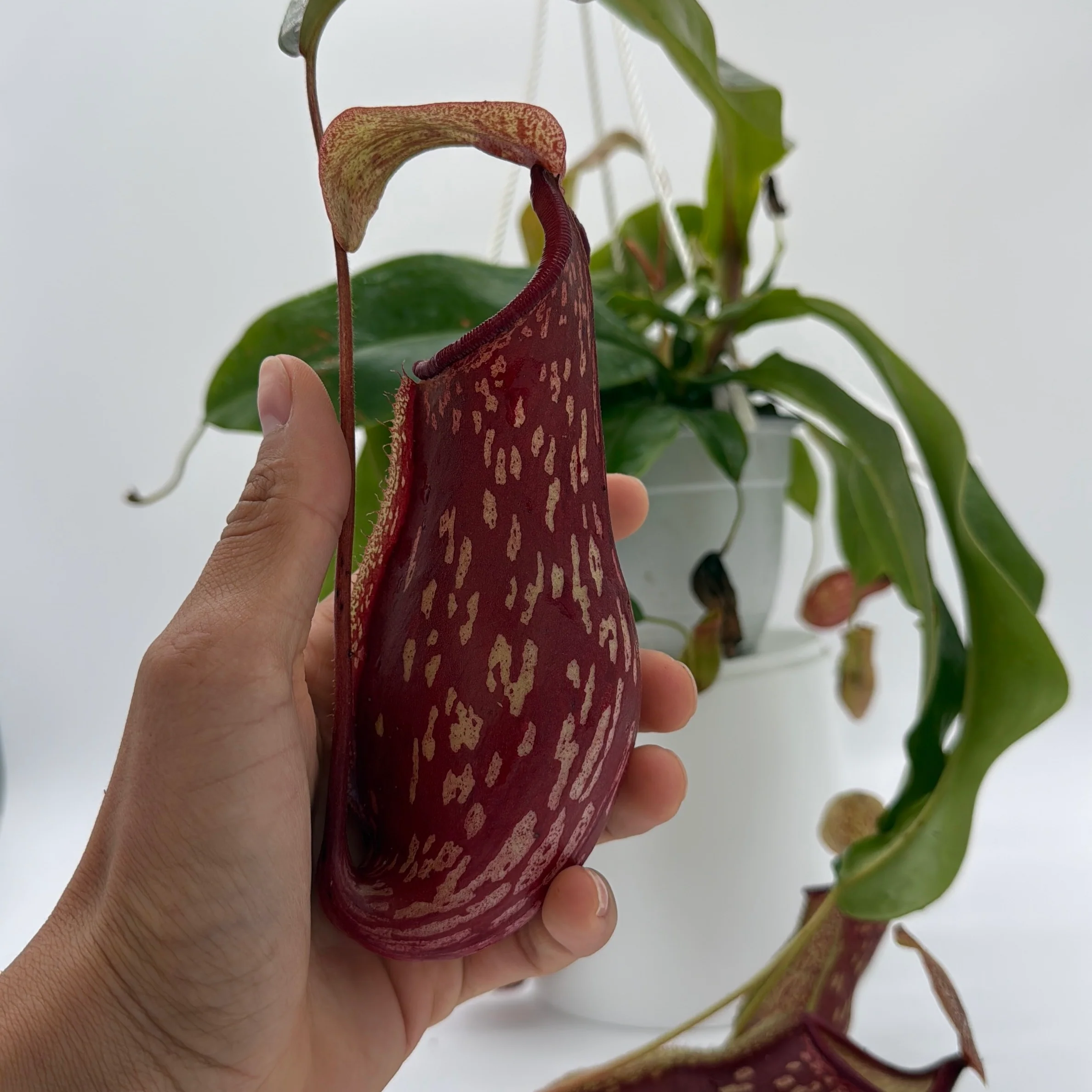 Nepenthes Gaya (Tropical Pitcher Plant) - Image 3