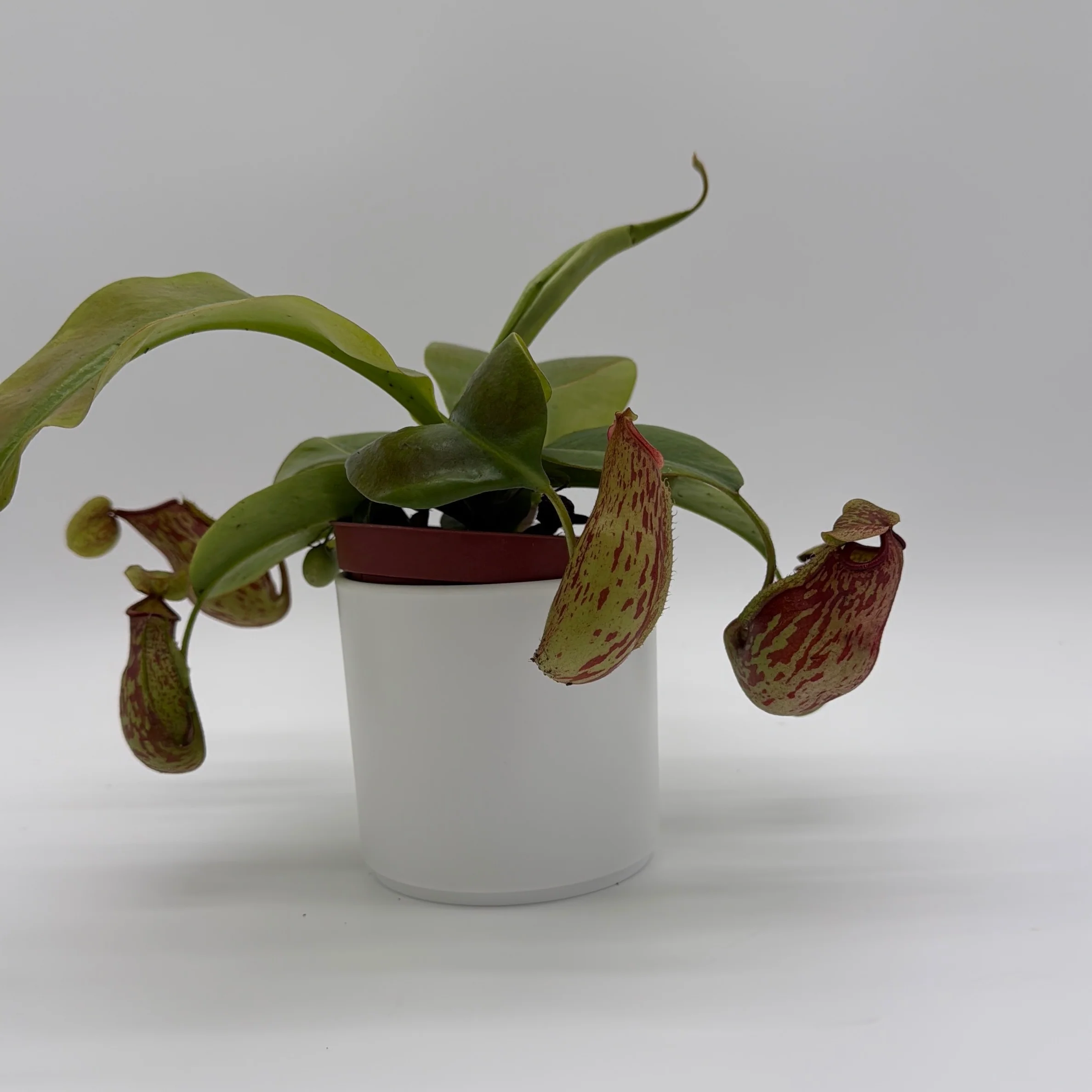 Nepenthes Gaya (Tropical Pitcher Plant) - Image 4