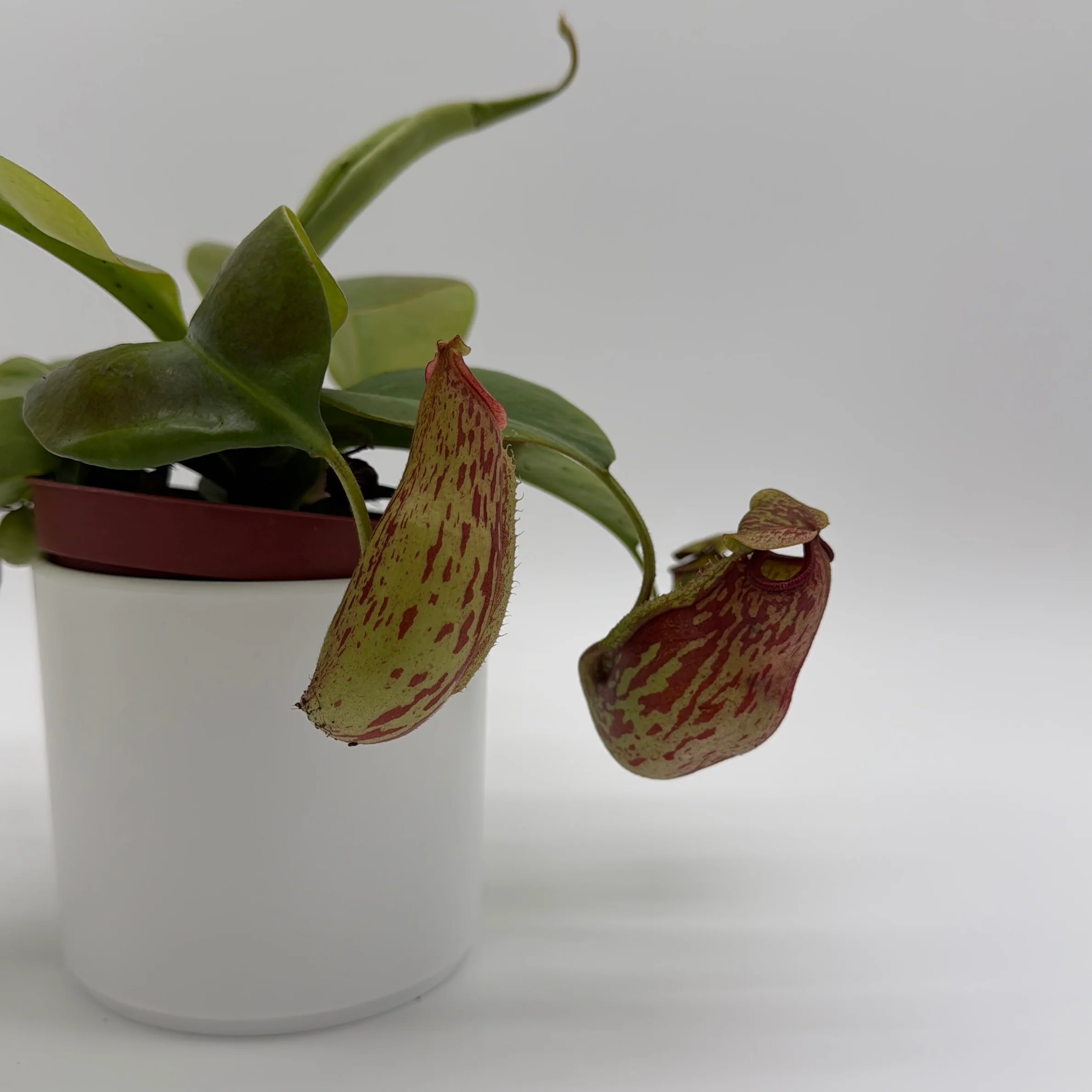 Nepenthes Gaya (Tropical Pitcher Plant) - Image 5