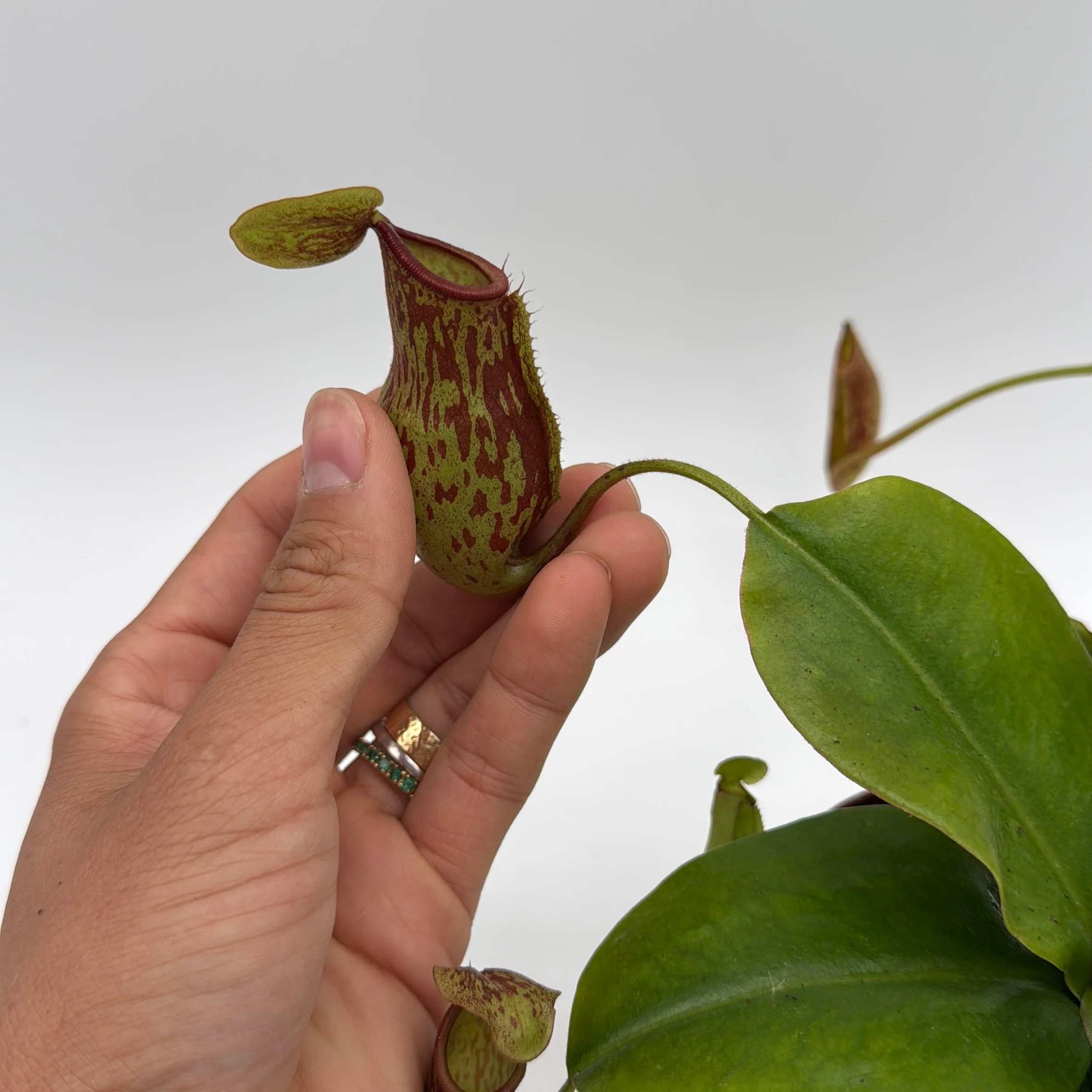 Nepenthes Gaya (Tropical Pitcher Plant) - Image 6