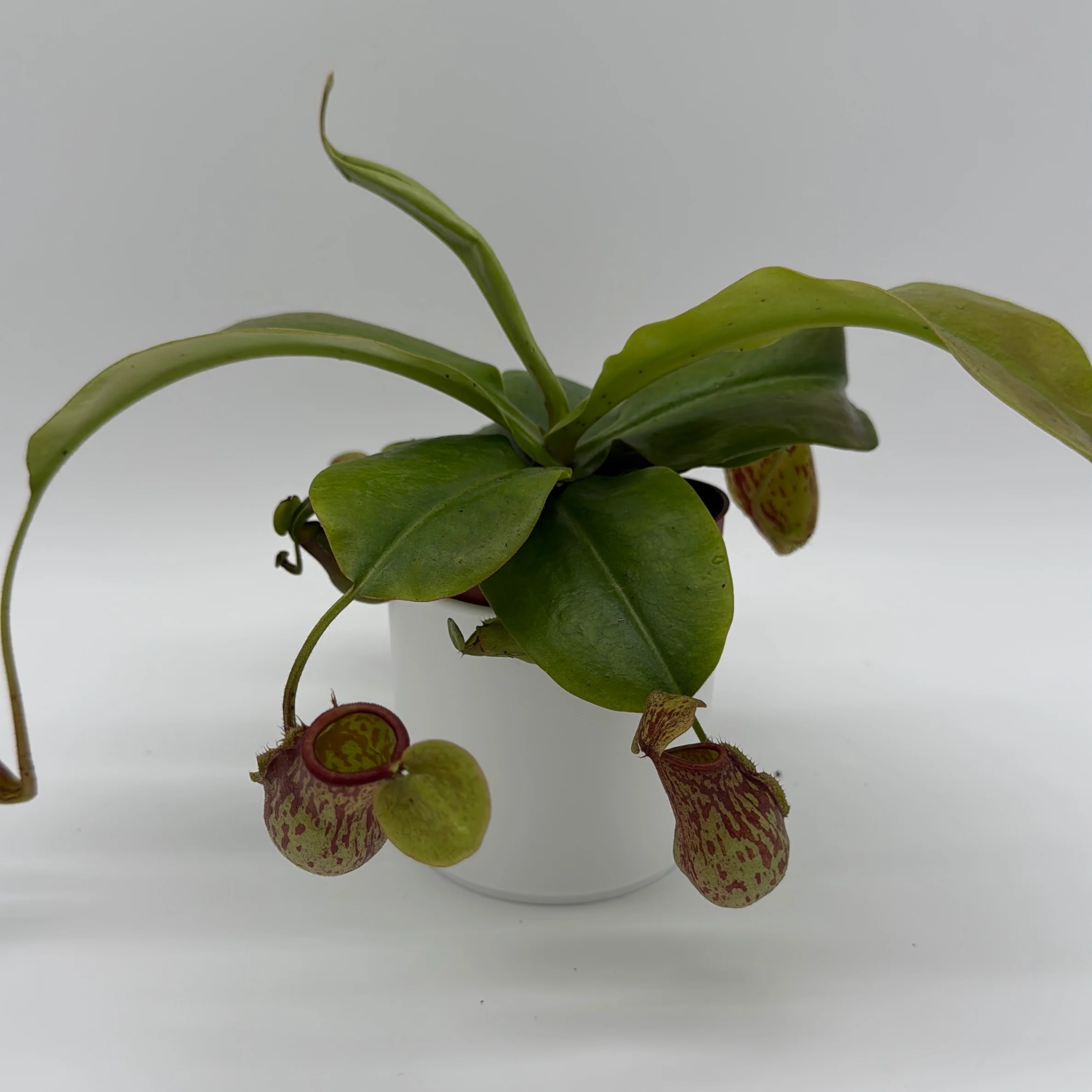 Nepenthes Gaya (Tropical Pitcher Plant) - Image 7
