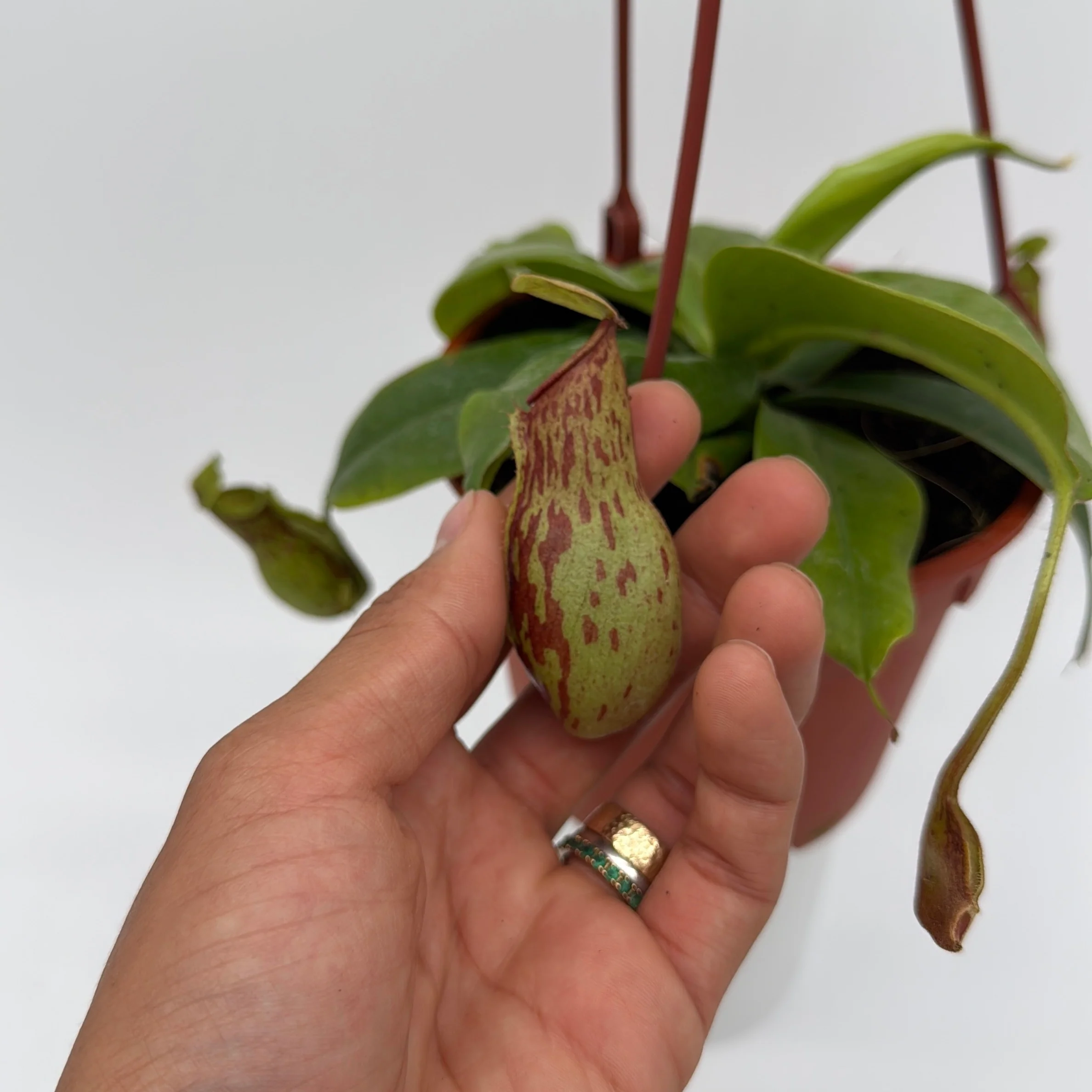 Nepenthes Gaya (Tropical Pitcher Plant) - Image 8