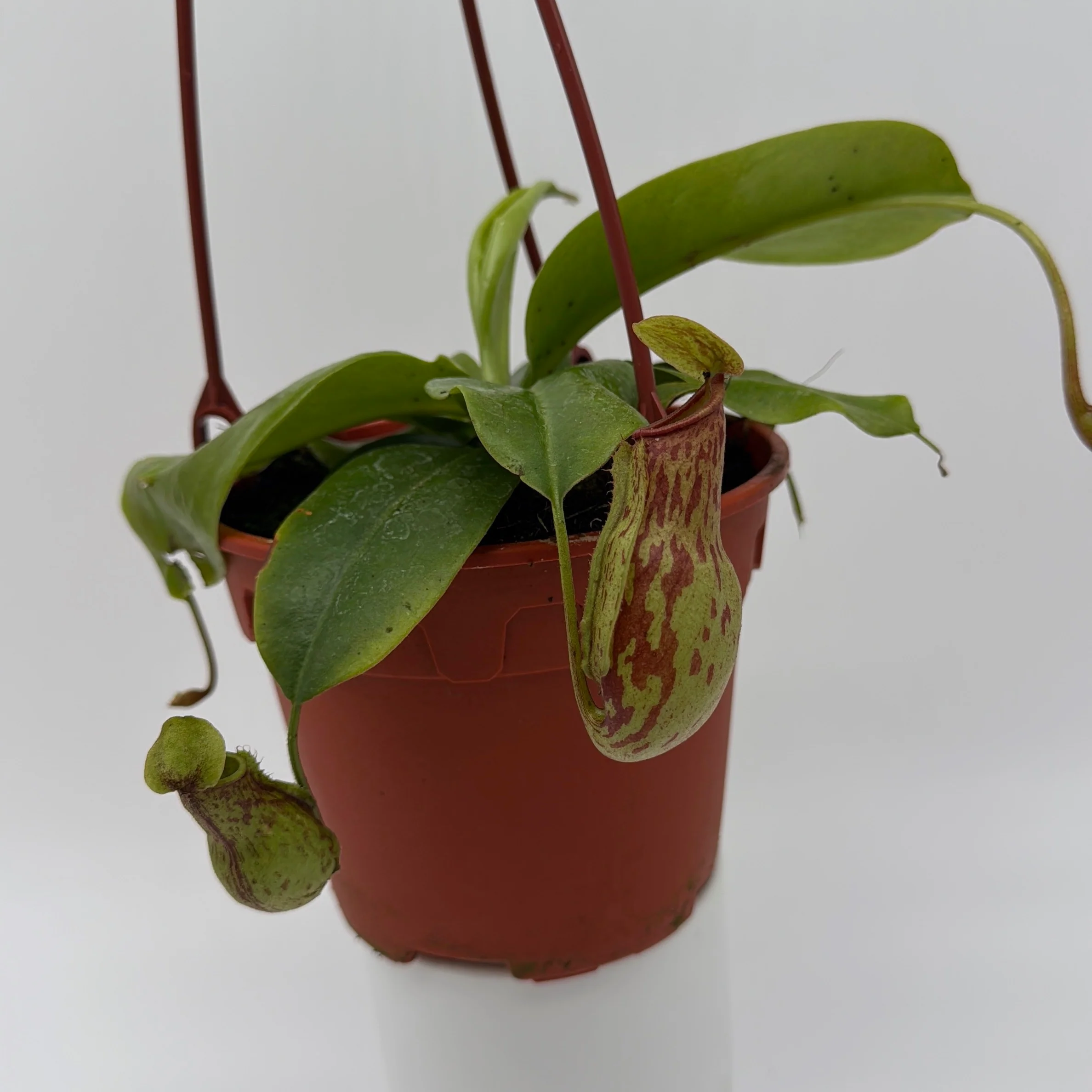 Nepenthes Gaya (Tropical Pitcher Plant) - Image 9