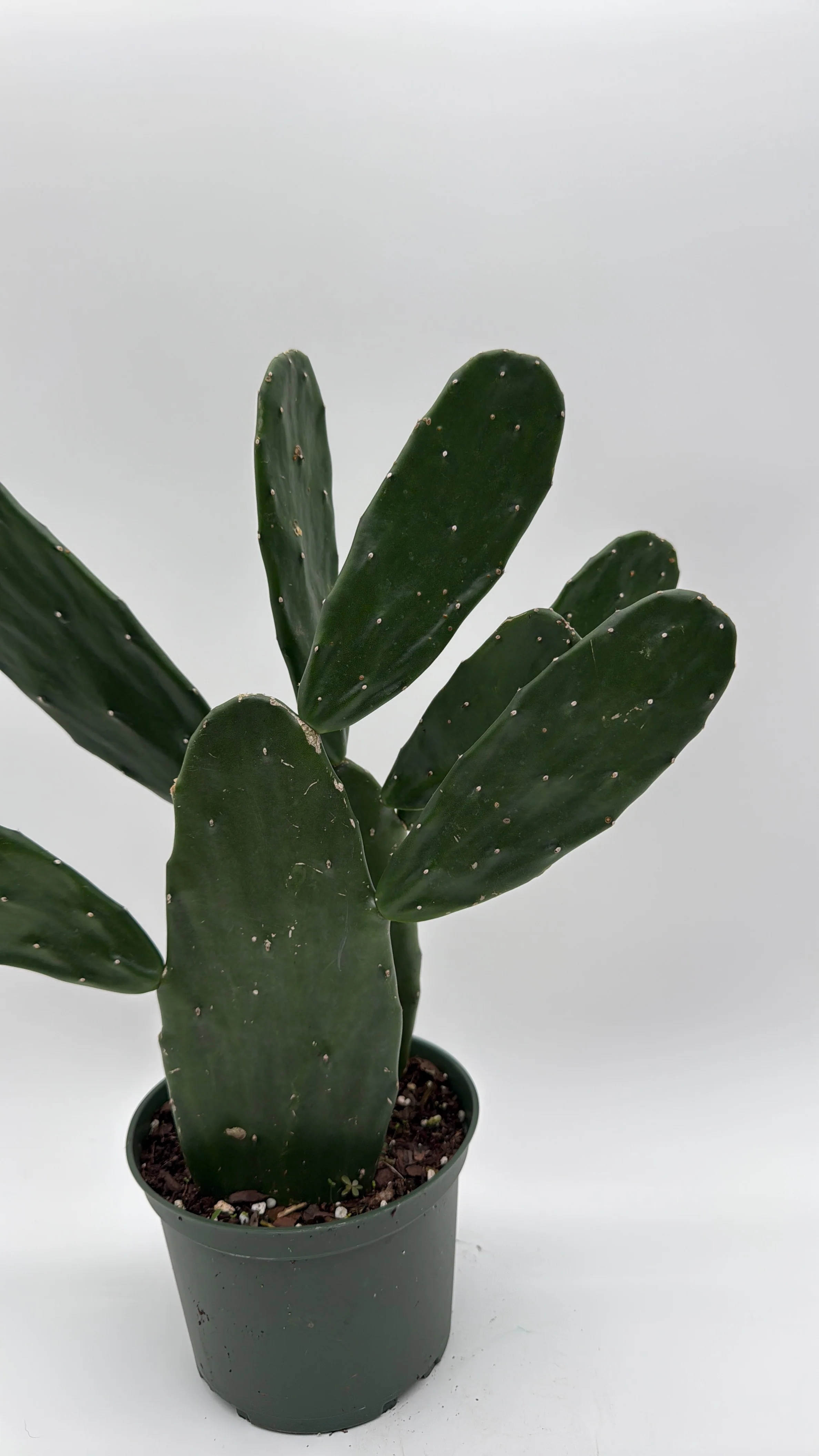 Opuntia Prickly Pear Cactus
