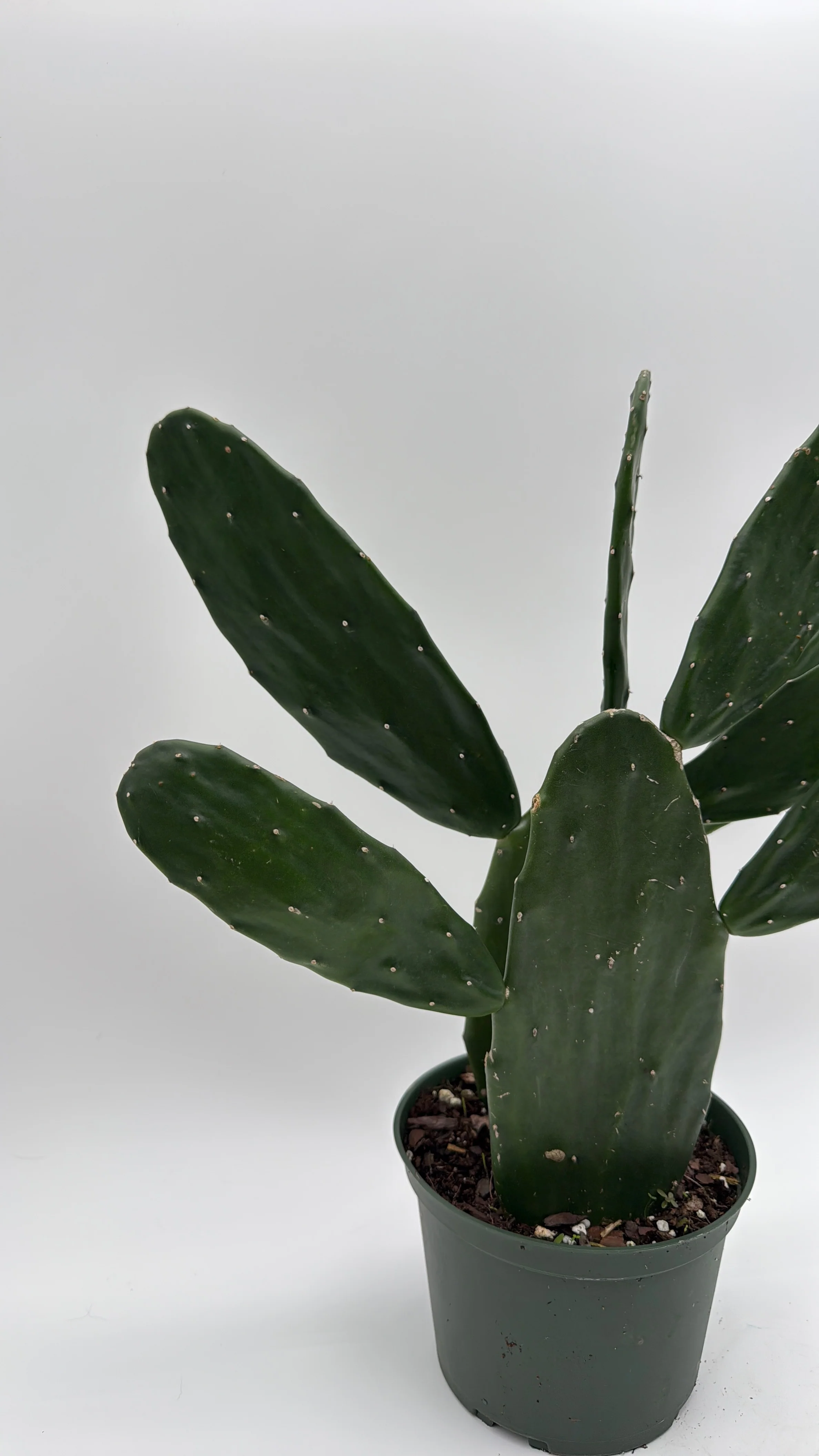 Opuntia Prickly Pear Cactus - Image 2