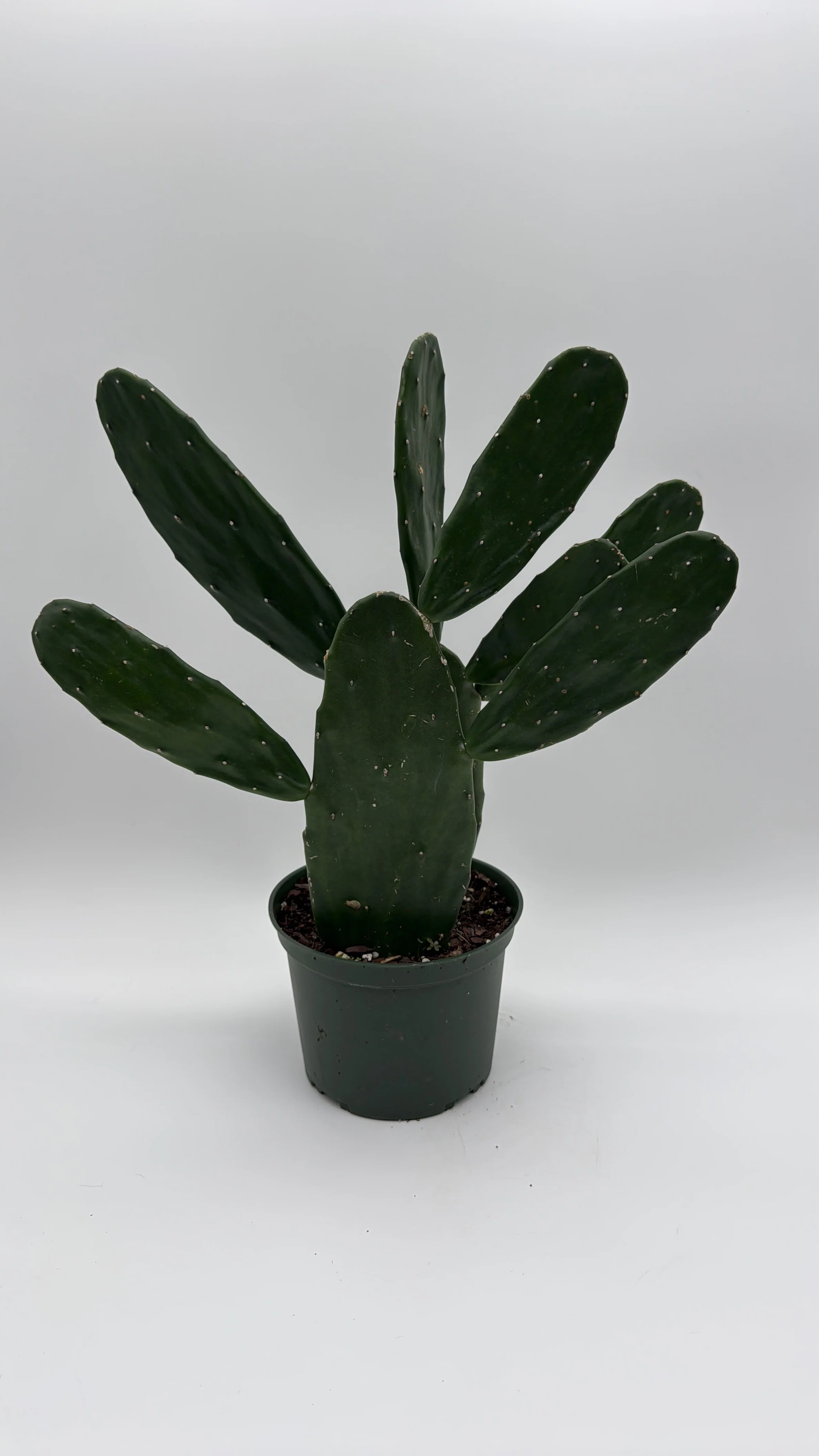 Opuntia Prickly Pear Cactus - Image 3