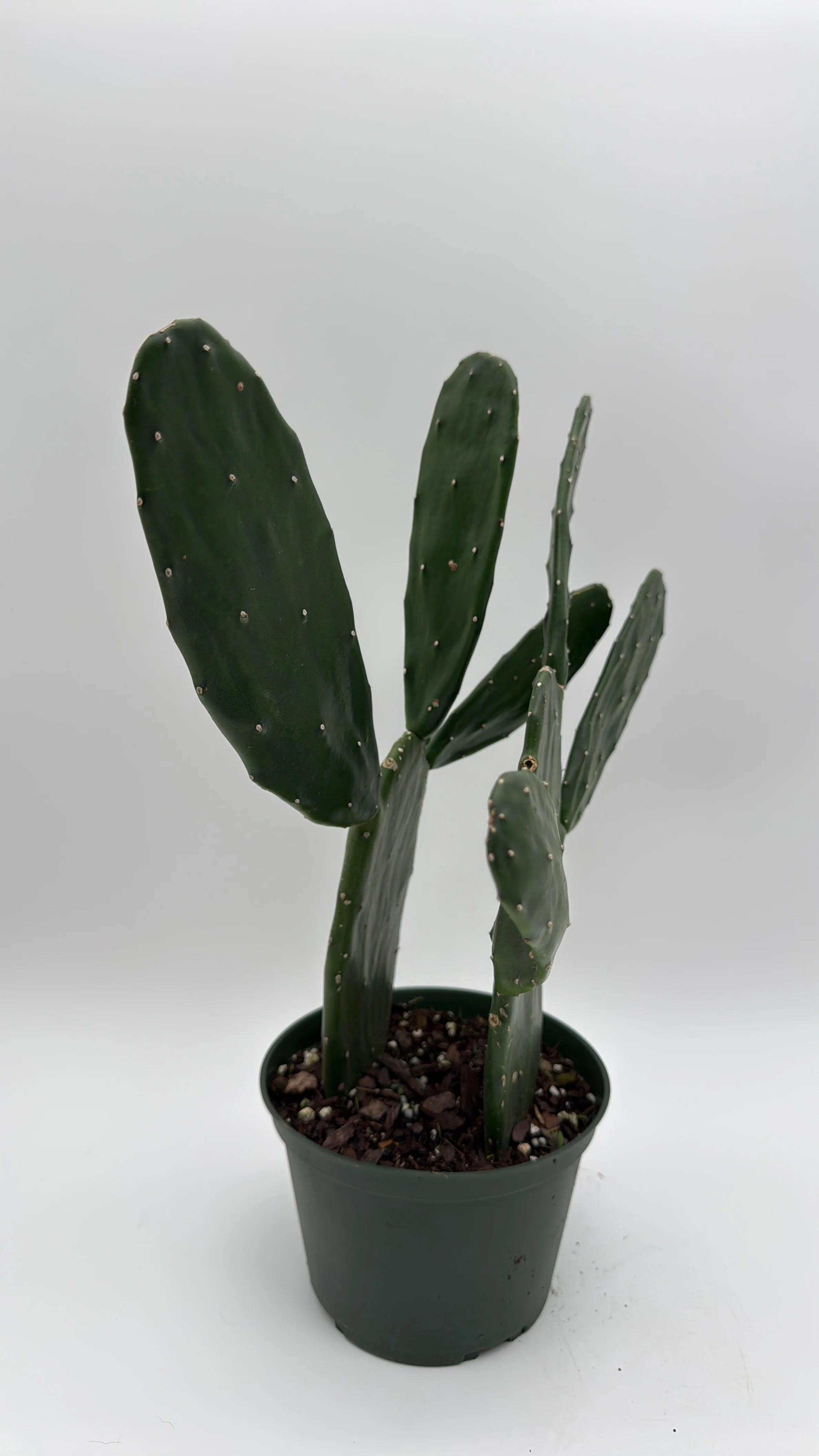 Opuntia Prickly Pear Cactus - Image 4