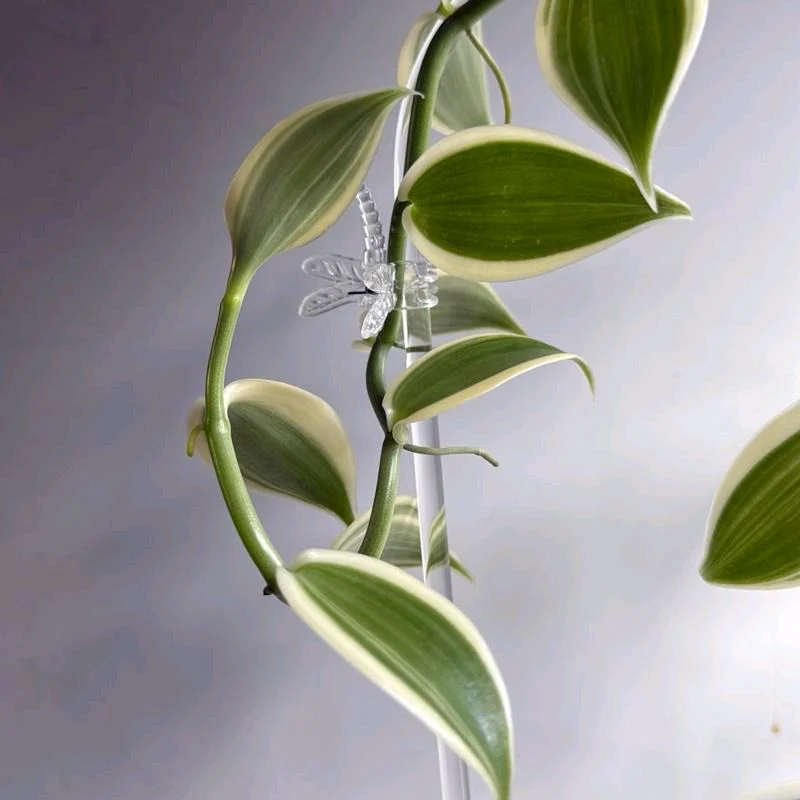 Outer Variegated Vanilla Orchid - Image 3