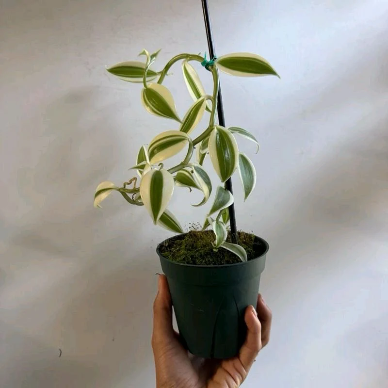 Outer Variegated Vanilla Orchid - Image 4