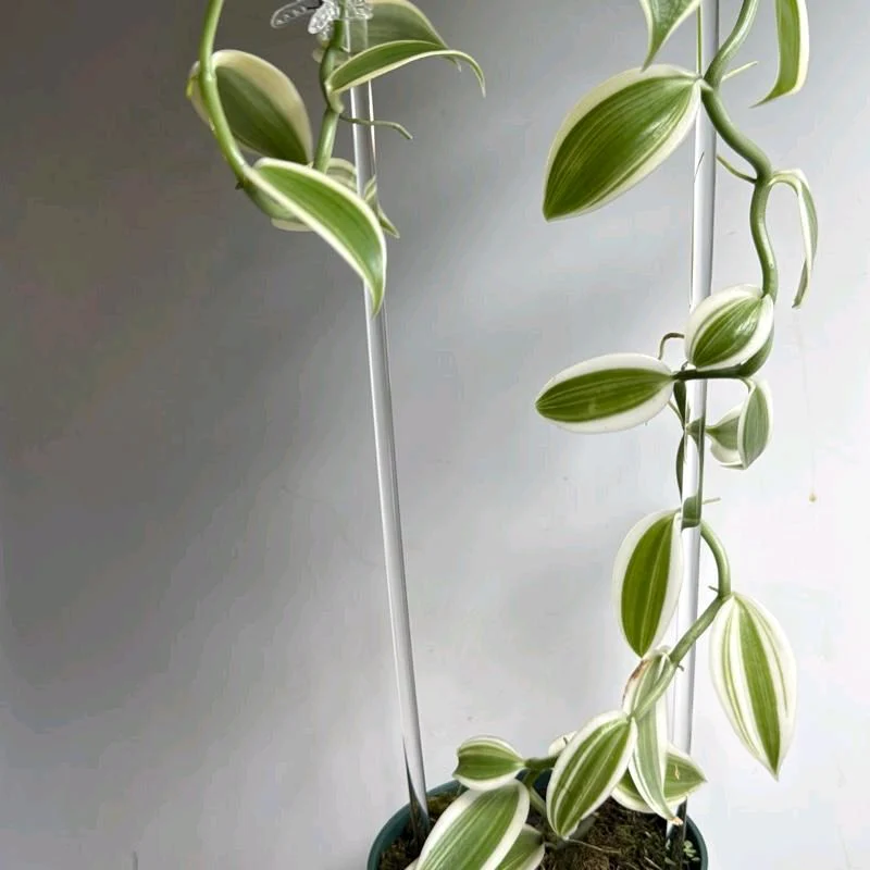 Outer Variegated Vanilla Orchid - Image 5