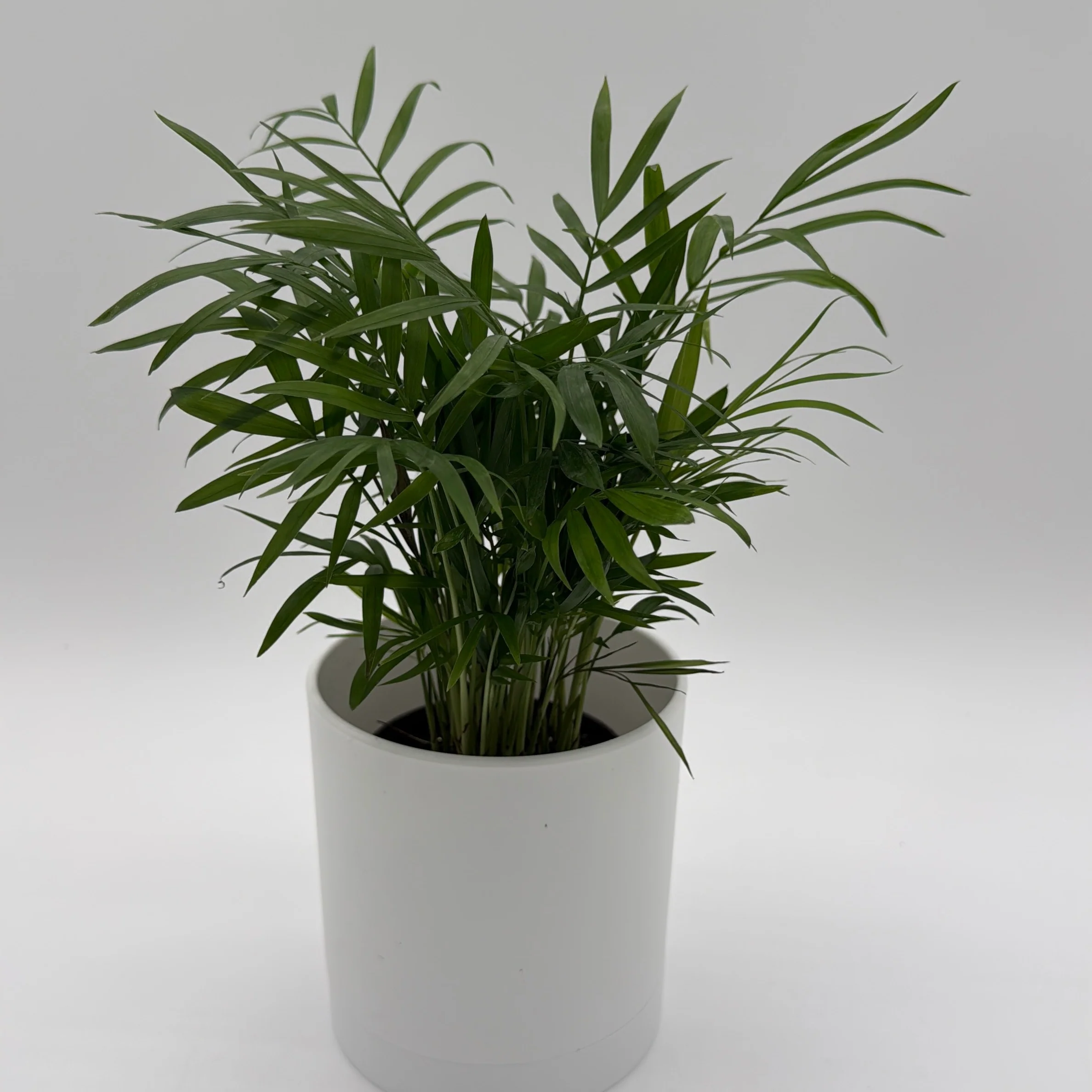 Parlor Palm - Image 3
