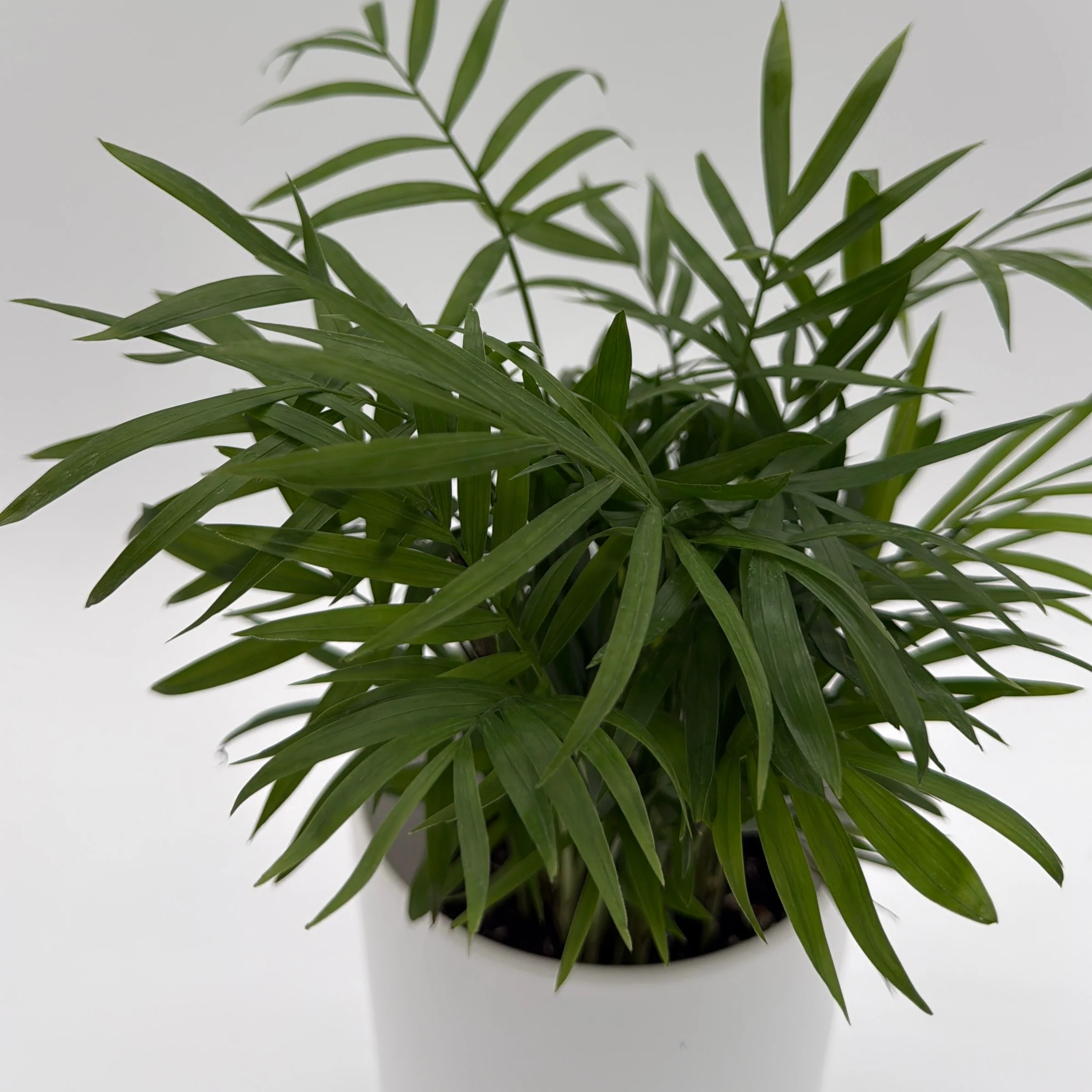 Parlor Palm - Image 4