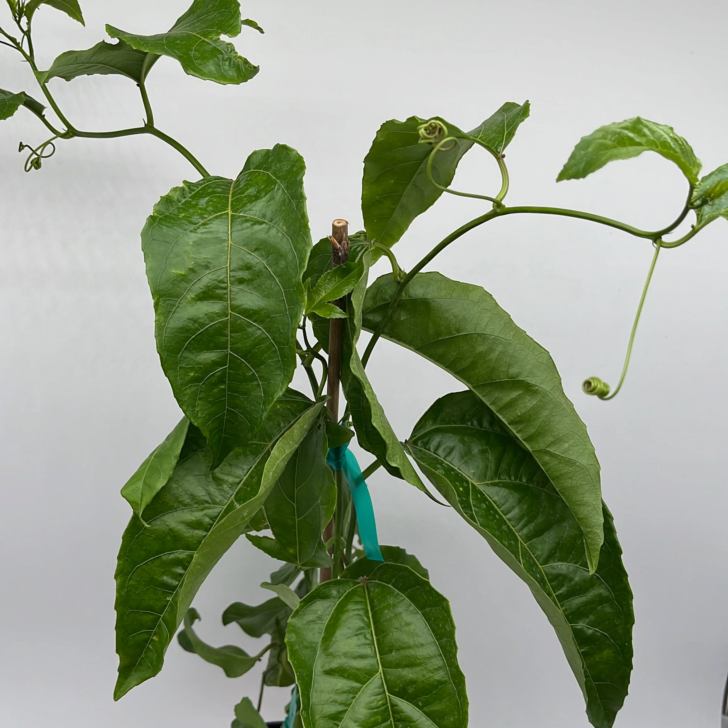 Passion Fruit Vine - Image 2