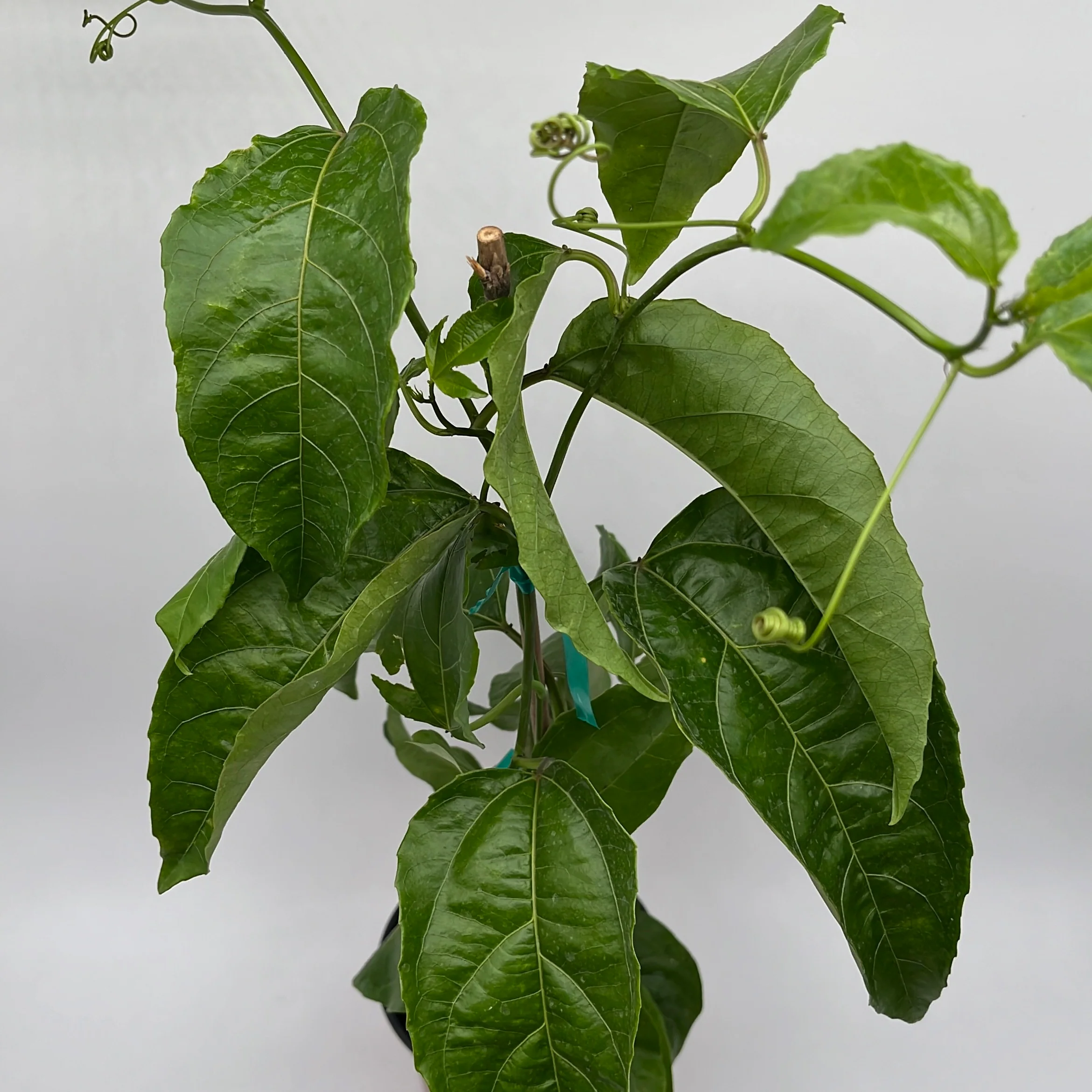 Passion Fruit Vine - Image 3