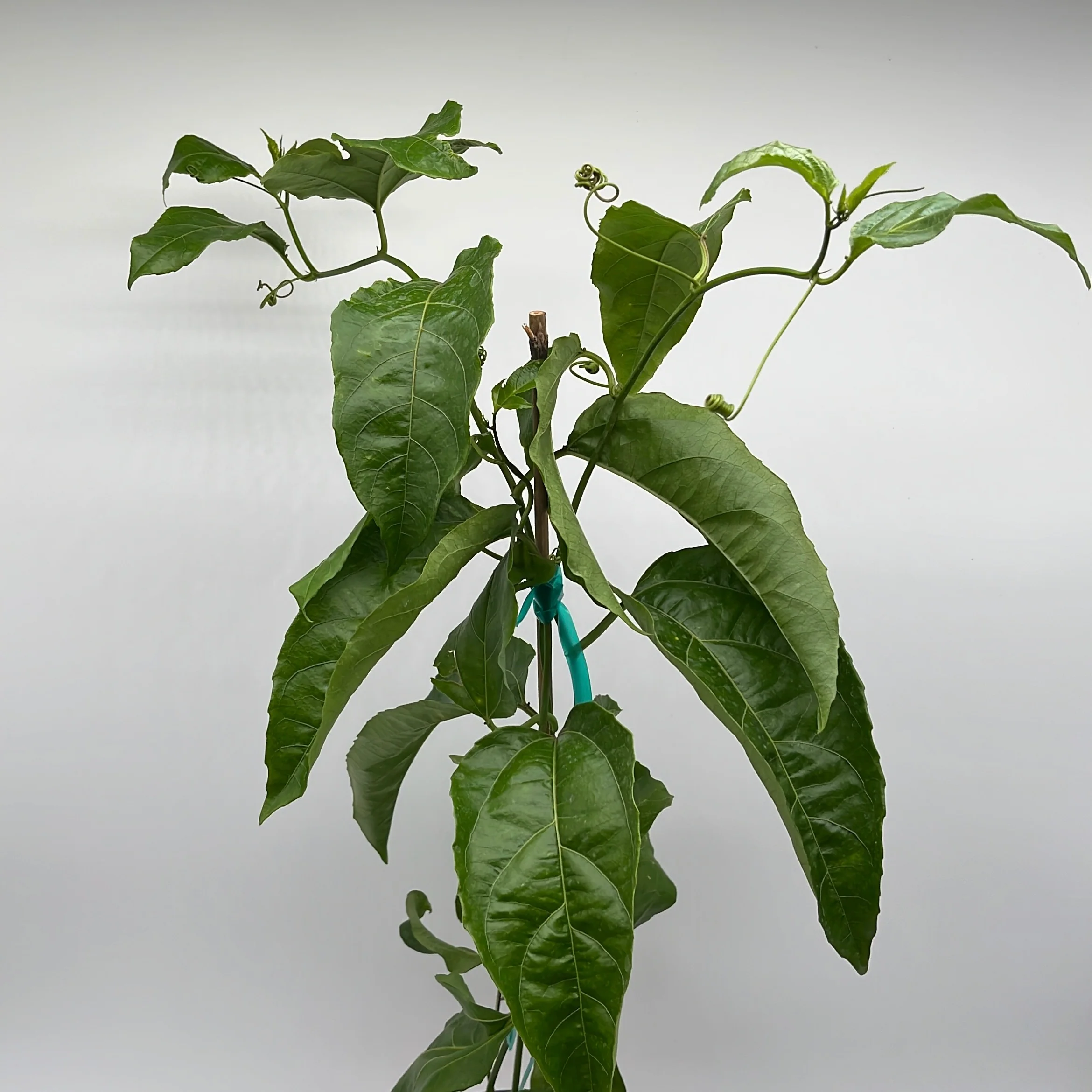 Passion Fruit Vine - Image 4