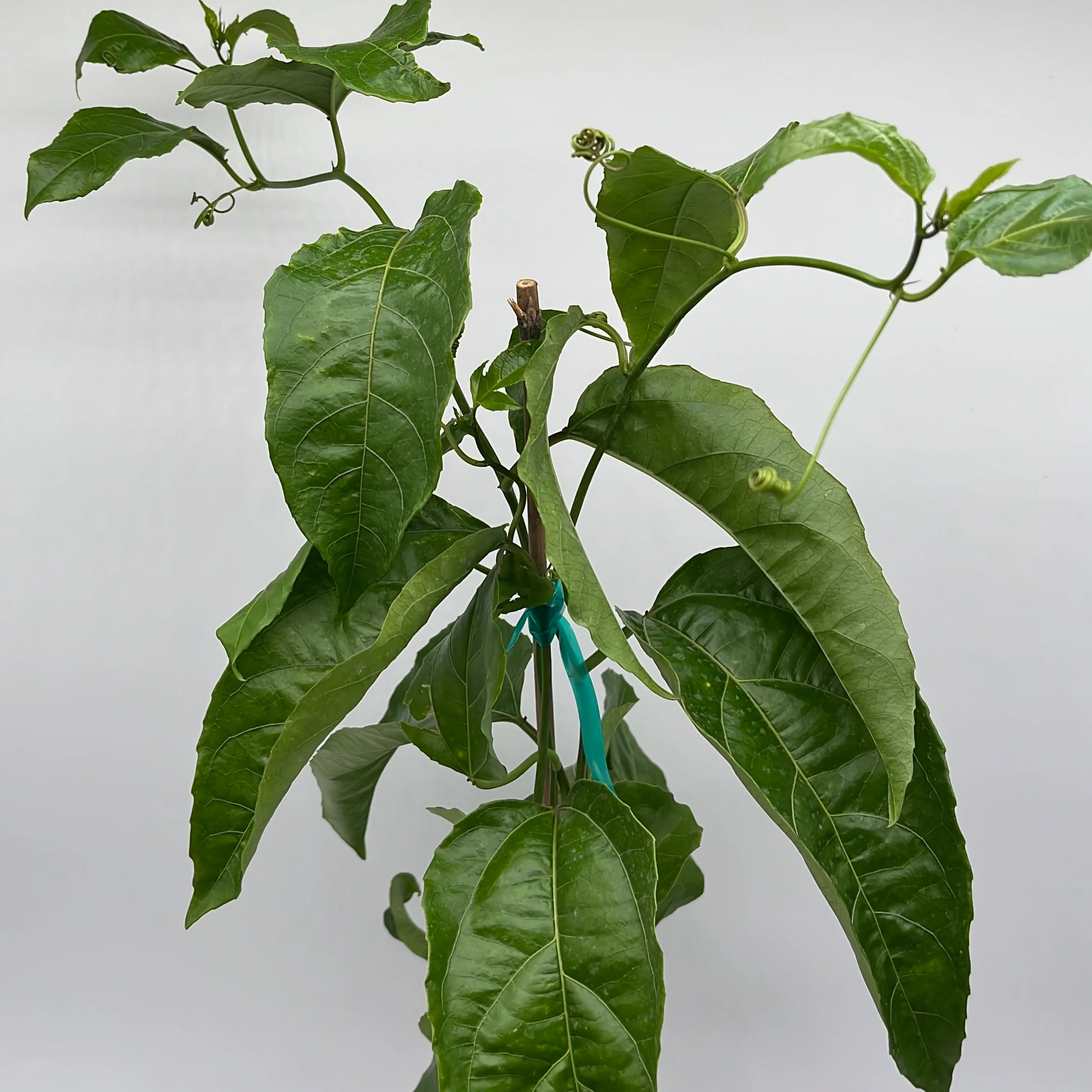Passion Fruit Vine - Image 5