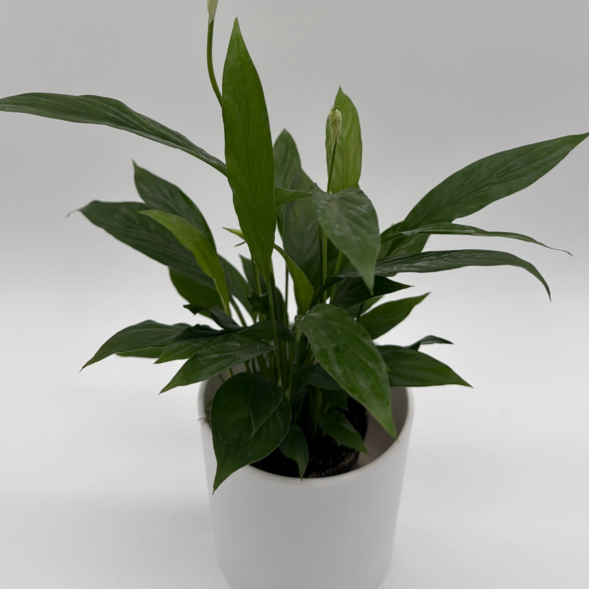 Peace Lily (Spathiphyllum) - Image 2
