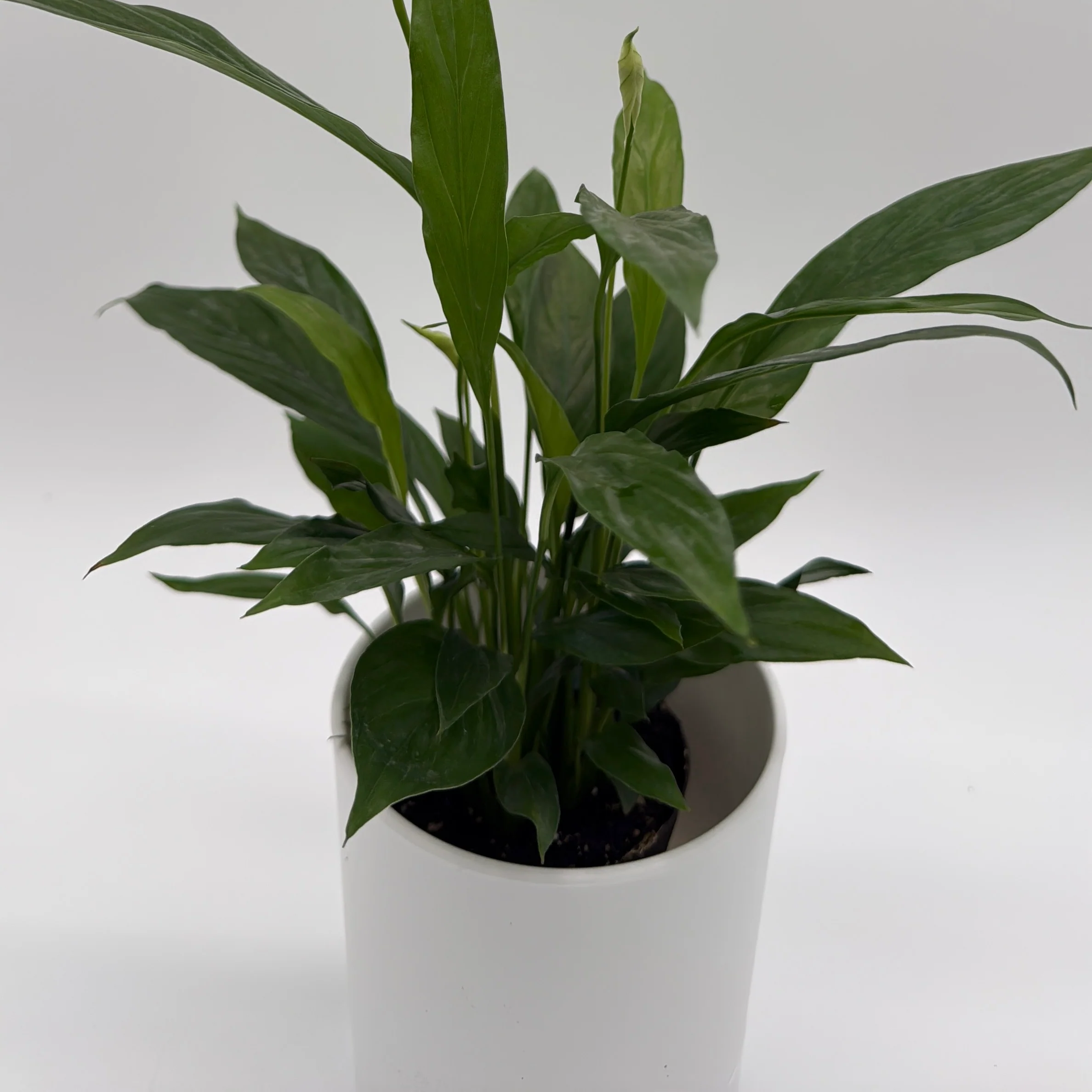 Peace Lily (Spathiphyllum) - Image 3