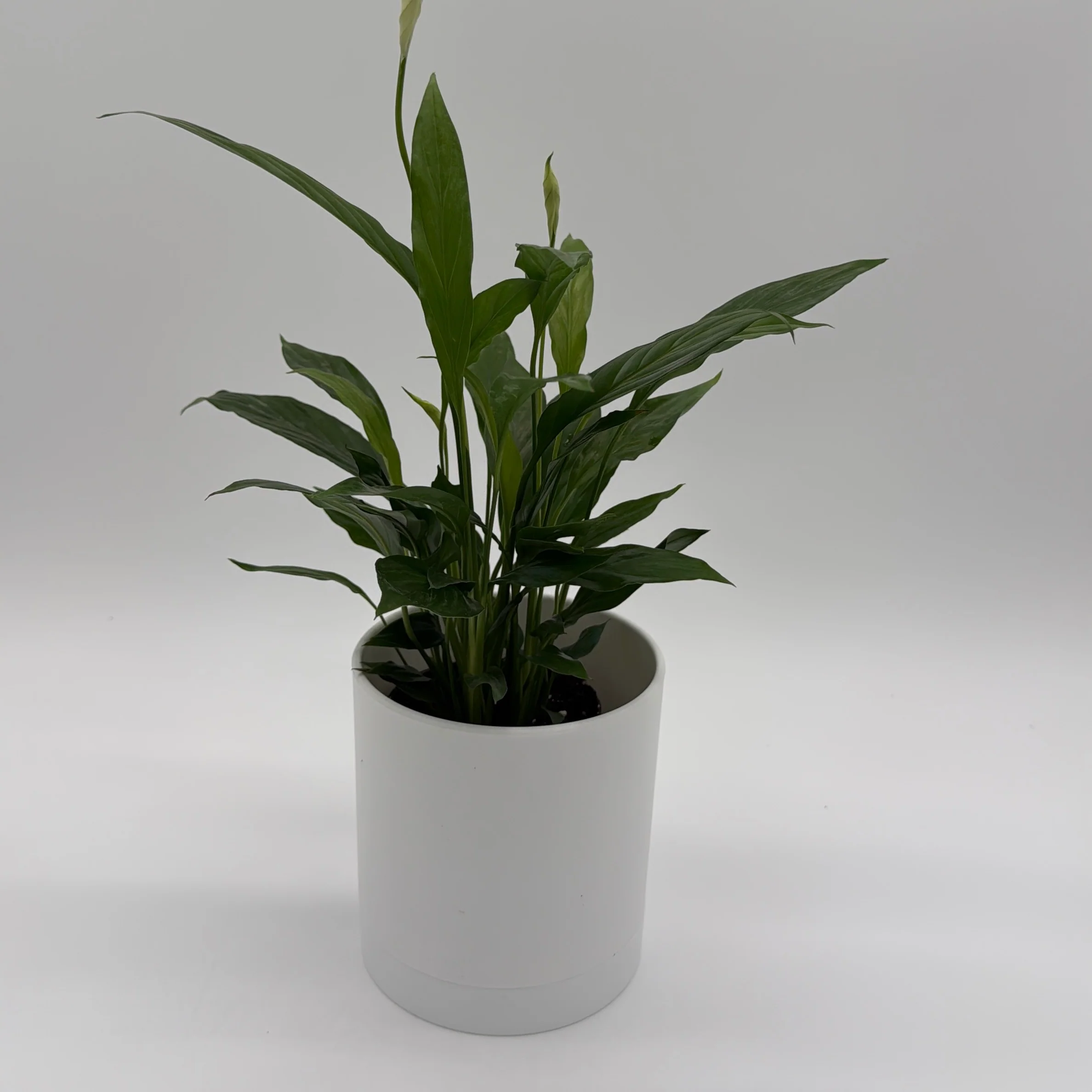 Peace Lily (Spathiphyllum) - Image 4