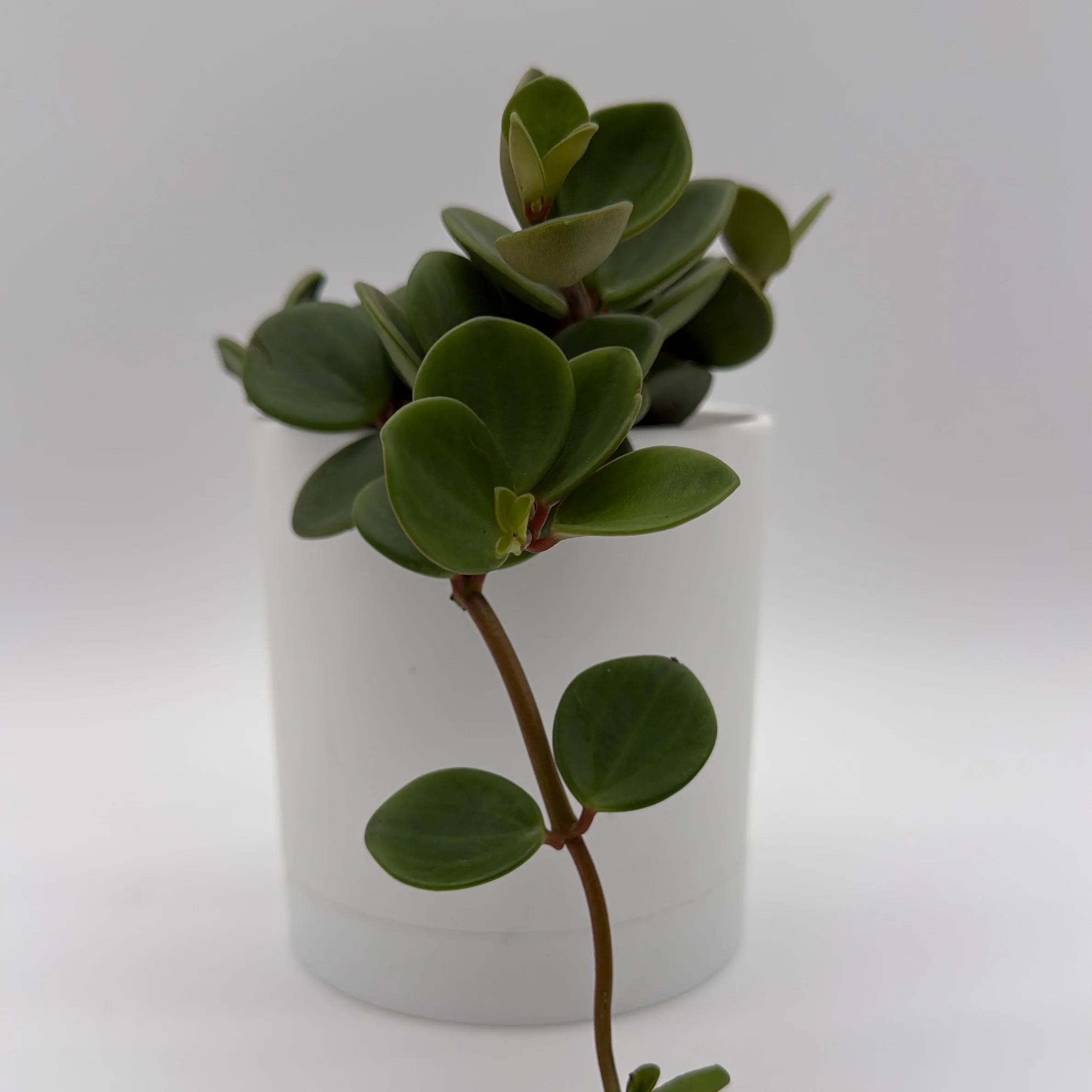 Peperomia 'Hope'
