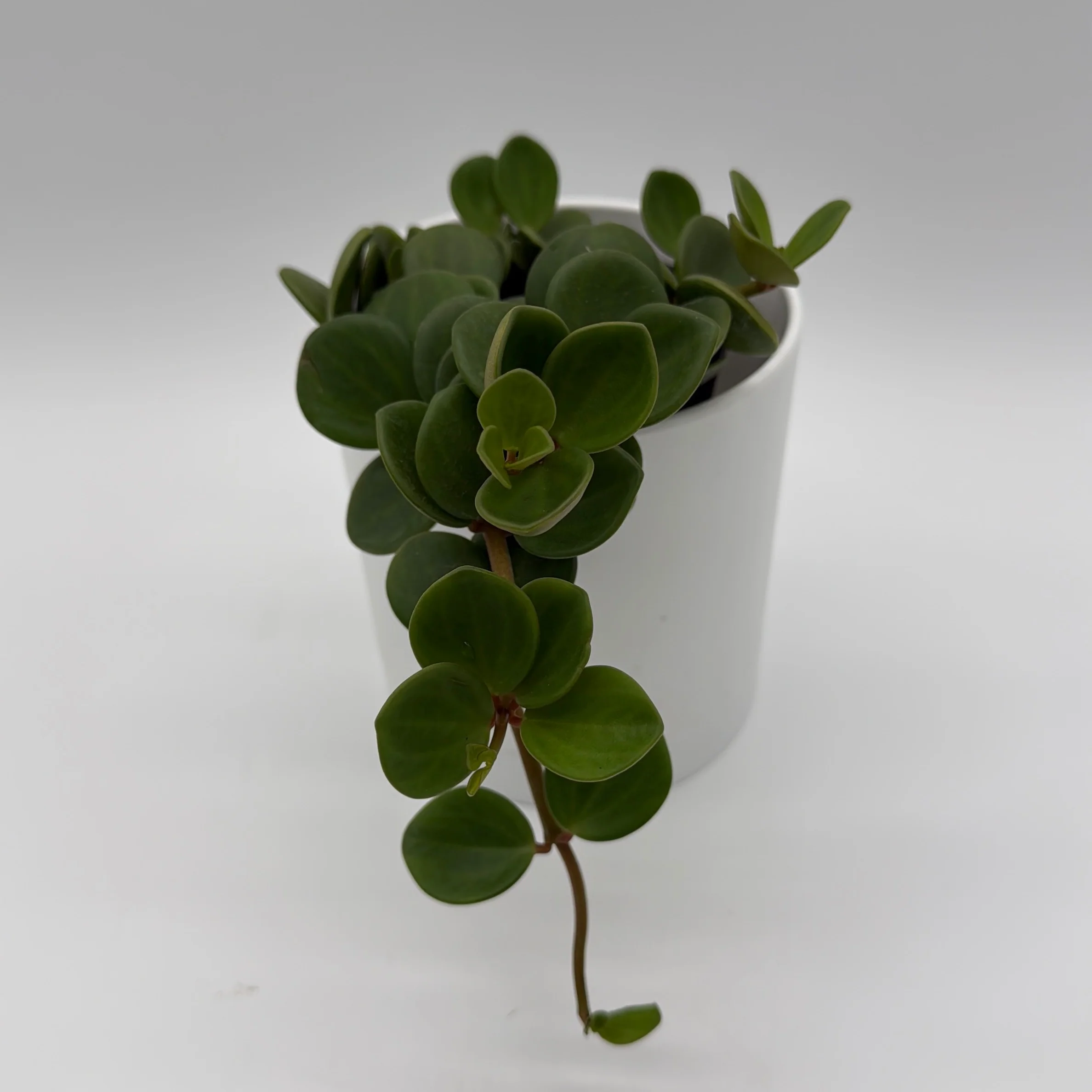 Peperomia 'Hope' - Image 2