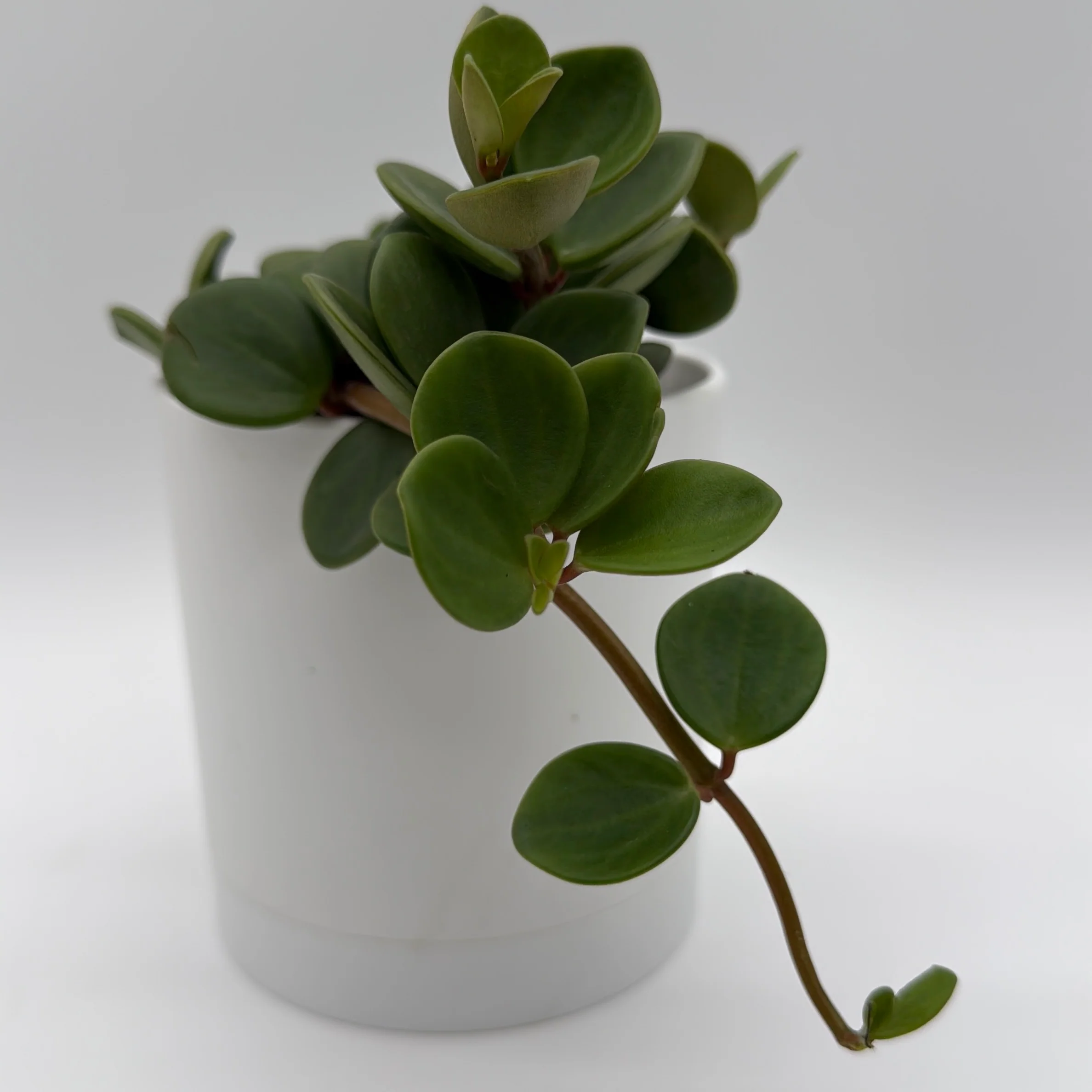 Peperomia 'Hope' - Image 3