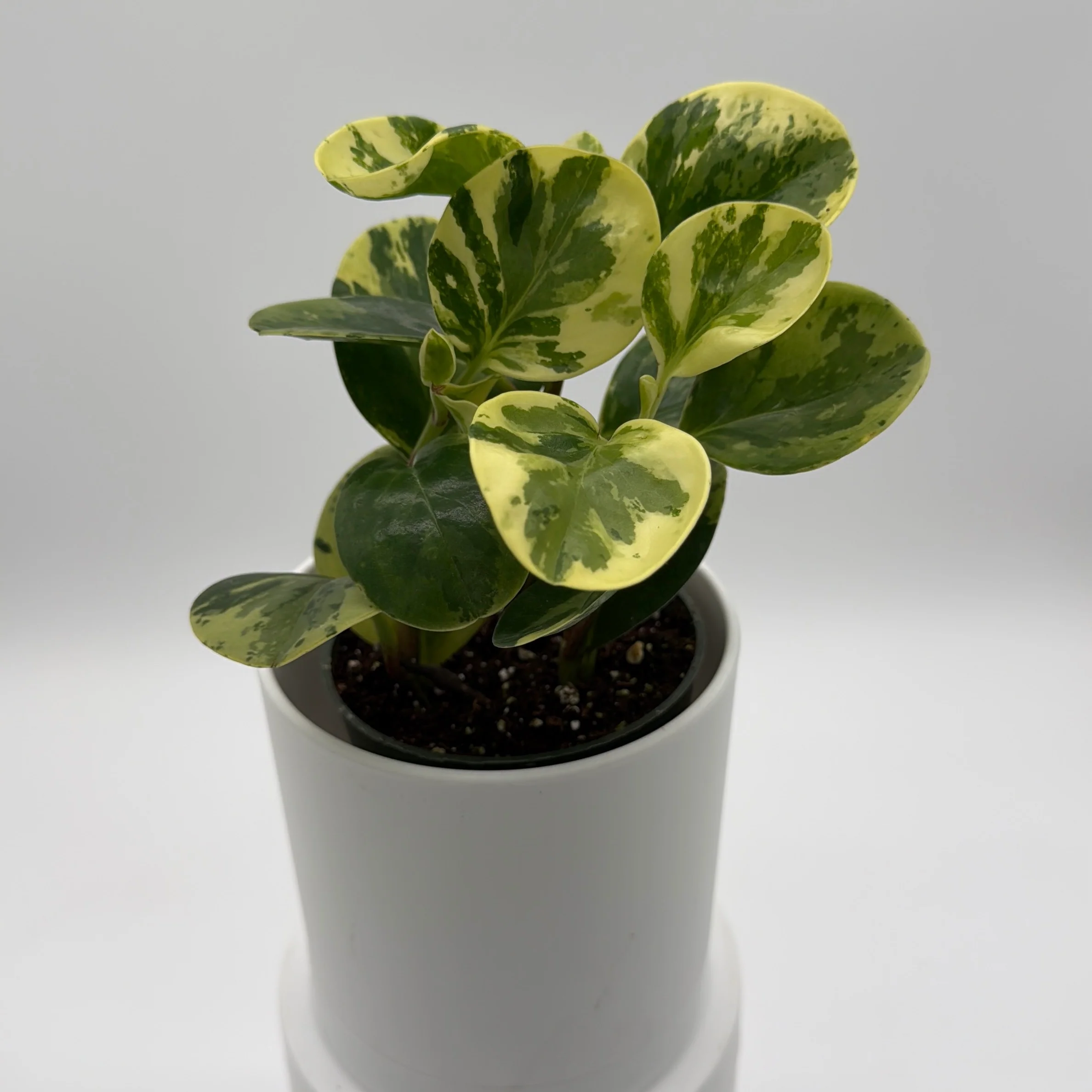 Peperomia Obtusifolia 'Pepperface' - Image 2