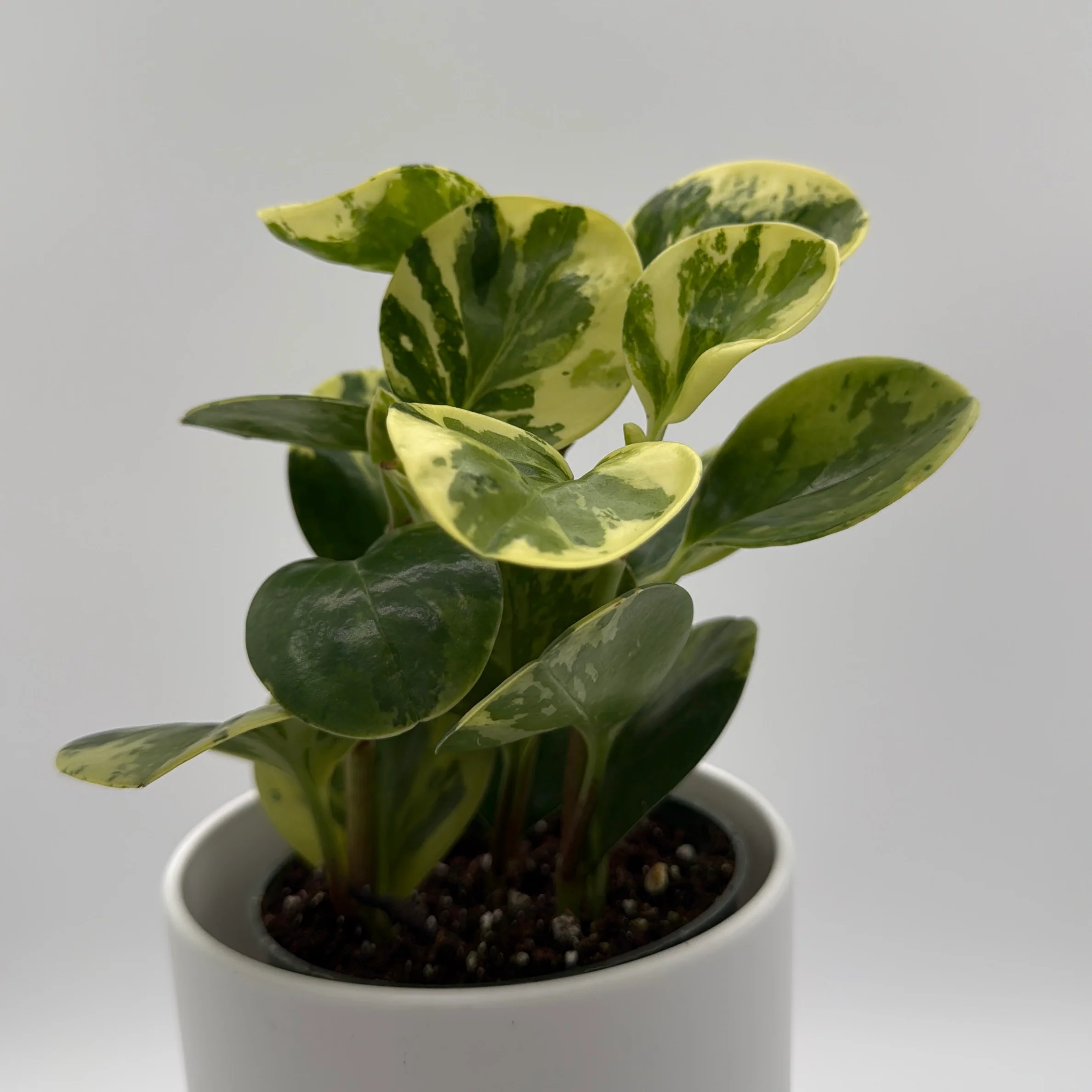 Peperomia Obtusifolia 'Pepperface' - Image 3