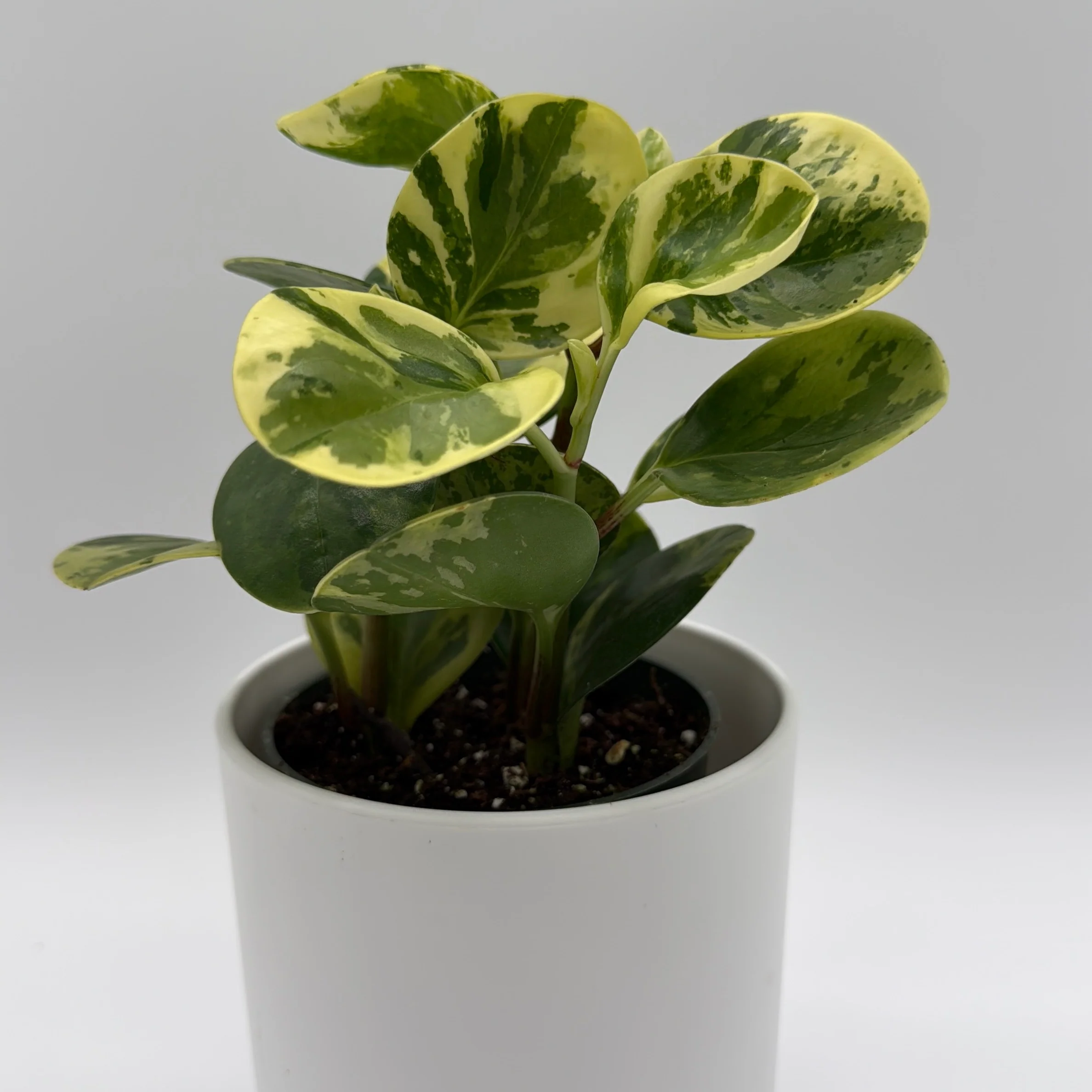 Peperomia Obtusifolia 'Pepperface' - Image 4
