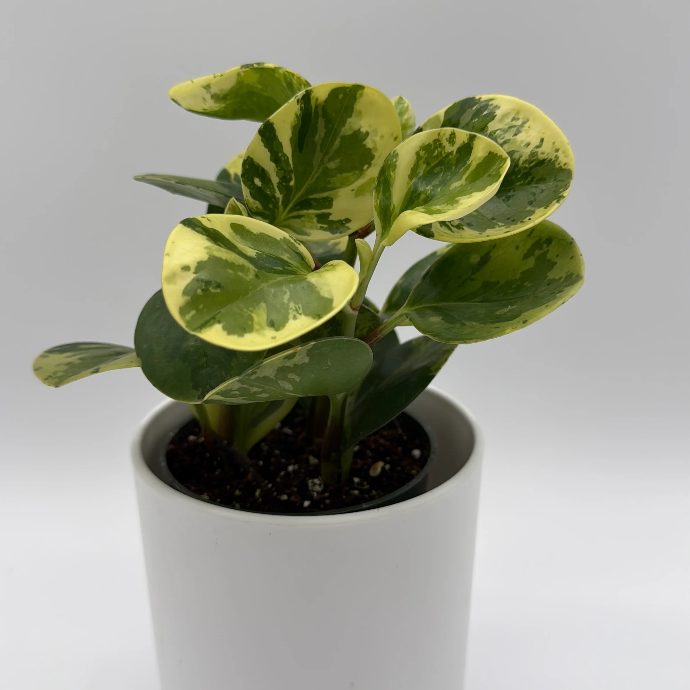 Peperomia Obtusifolia 'Pepperface' - Image 5