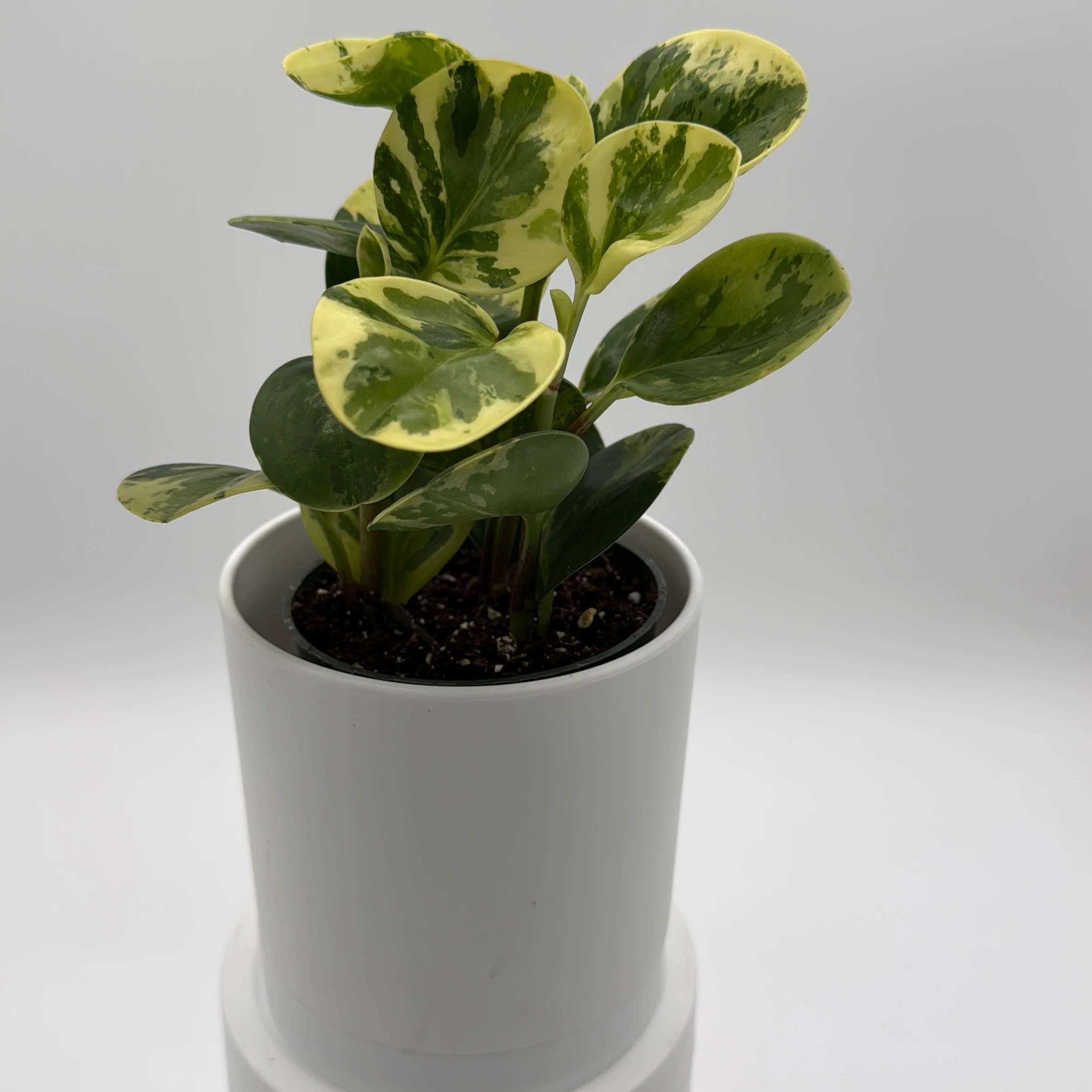 Peperomia Obtusifolia 'Pepperface' - Image 6