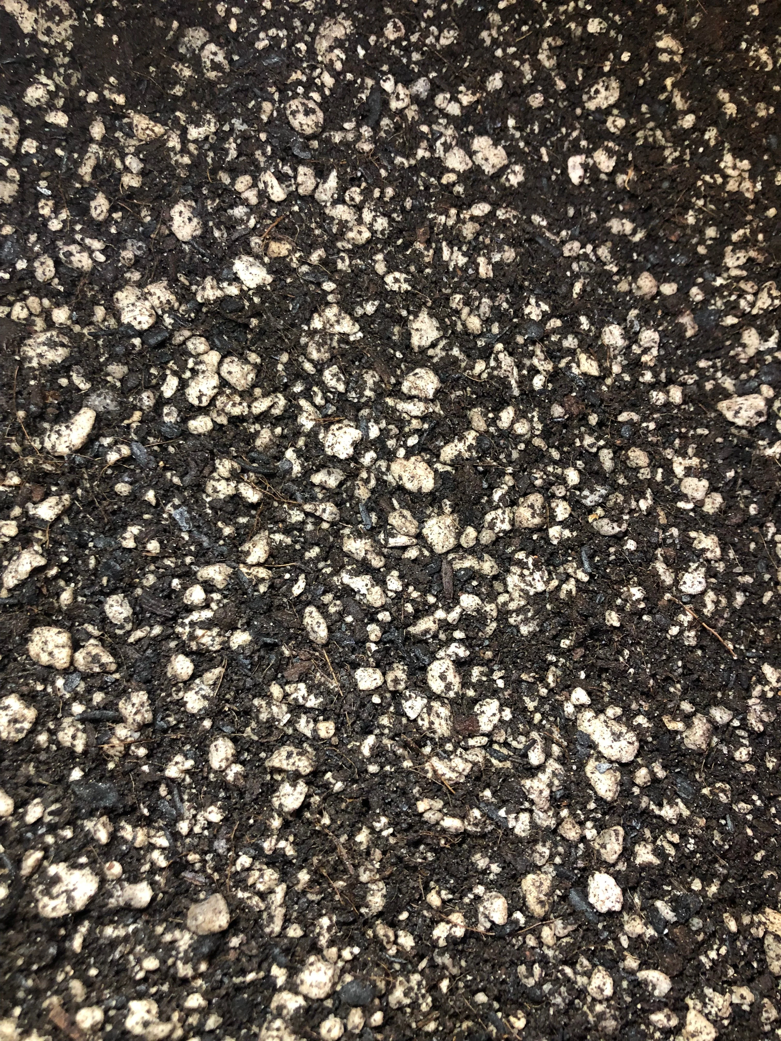 PEPEROMIA Premium Potting Mix - Image 3