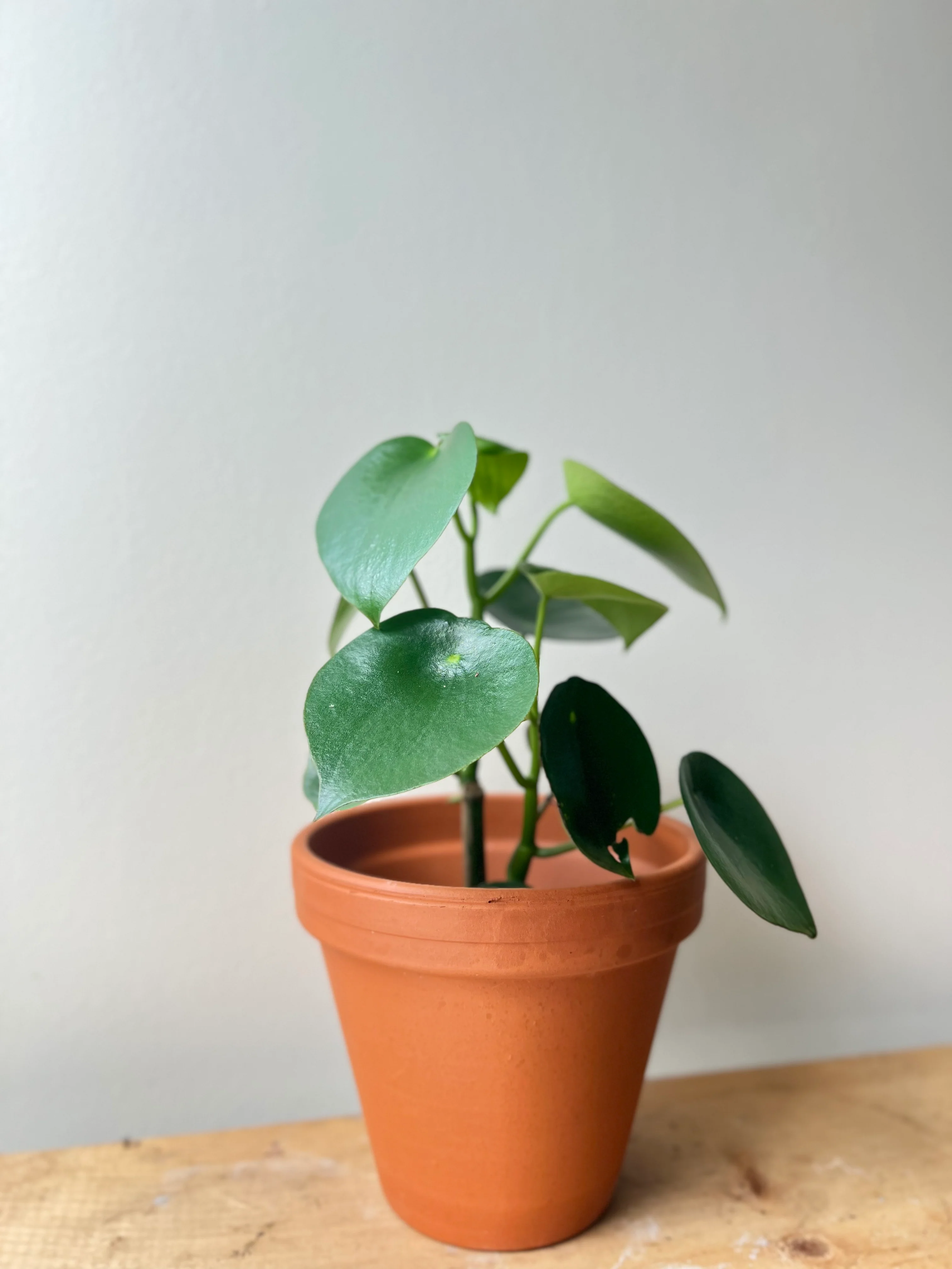 Peperomia Raindrop (Peperomia Polybotrya) - Image 2