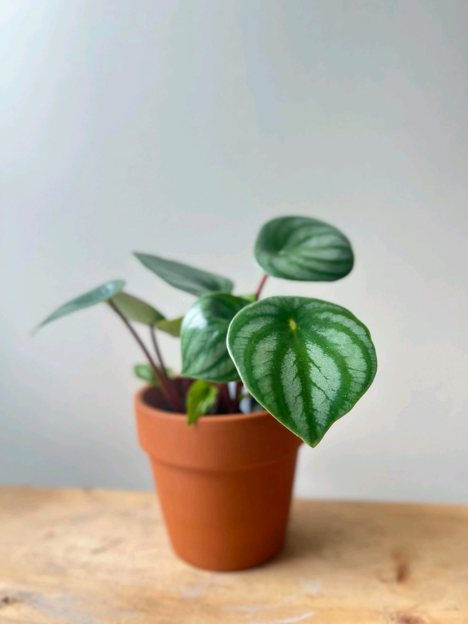 Peperomia Watermelon - Image 2