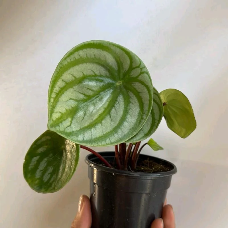 Peperomia Watermelon - Image 3