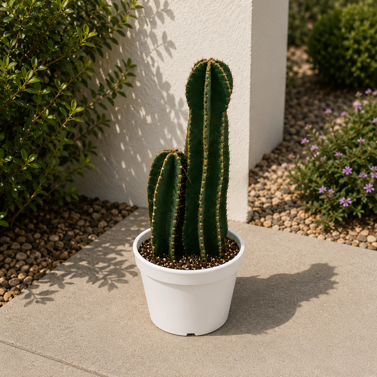 Peruvian Cactus