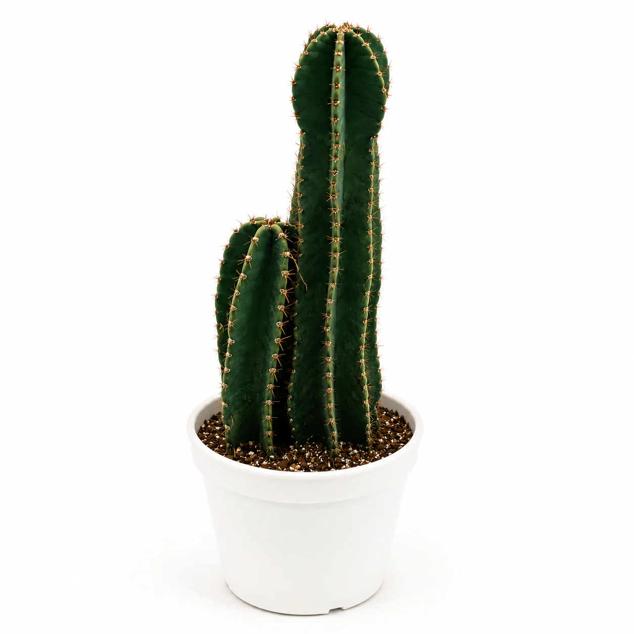 Peruvian Cactus - Image 2