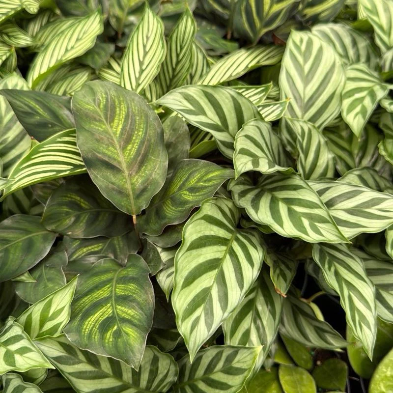 Pet Friendly Mystery Bundle Box - 3 Non-Toxic Plants - Image 3